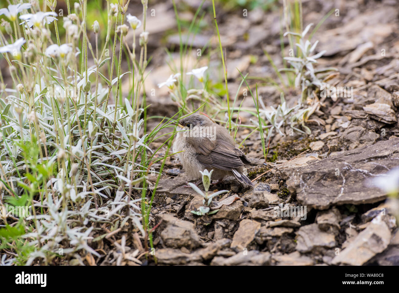 Le flycatcher repéré (Muscicapa striata) est un petit oiseau de sérine. FlyCatcher à pois au sol. Oiseaux européens Banque D'Images