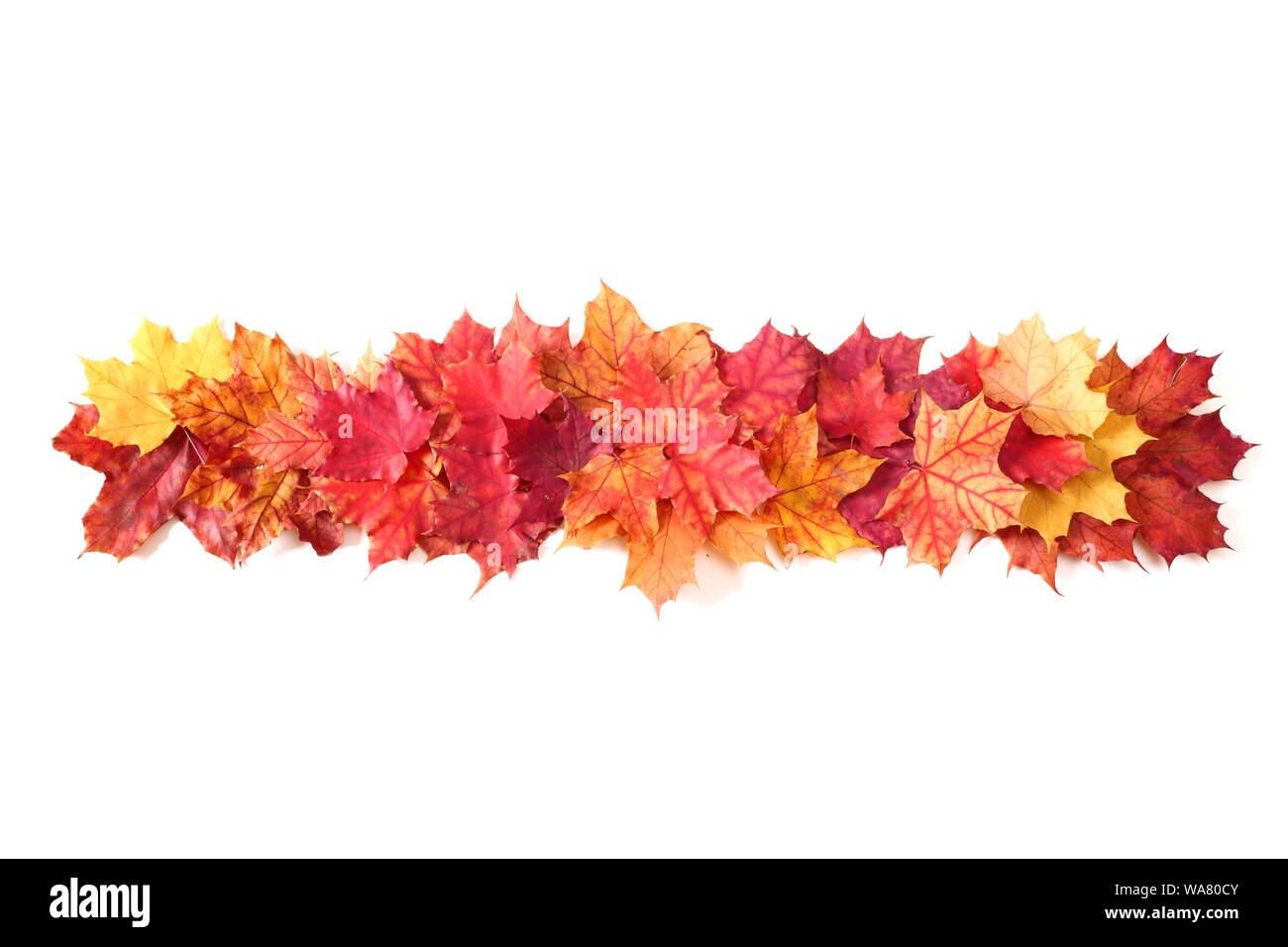 L'automne les feuilles isolées border frame stripe isolé sur blanc design élément avec copie espace pour le texte Banque D'Images