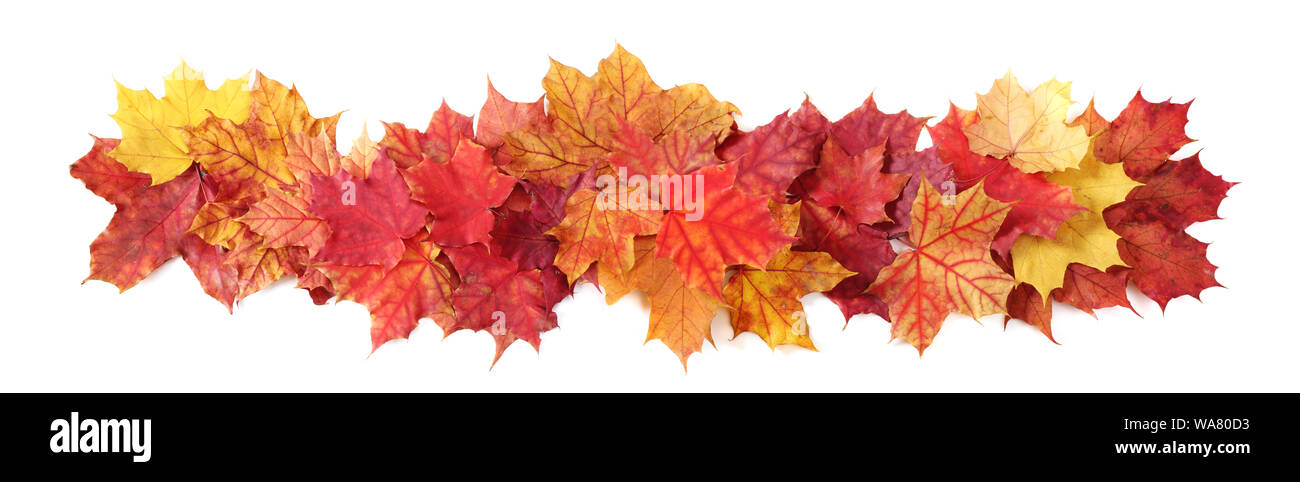 L'automne les feuilles isolées border frame stripe isolé sur blanc design élément avec copie espace pour le texte Banque D'Images