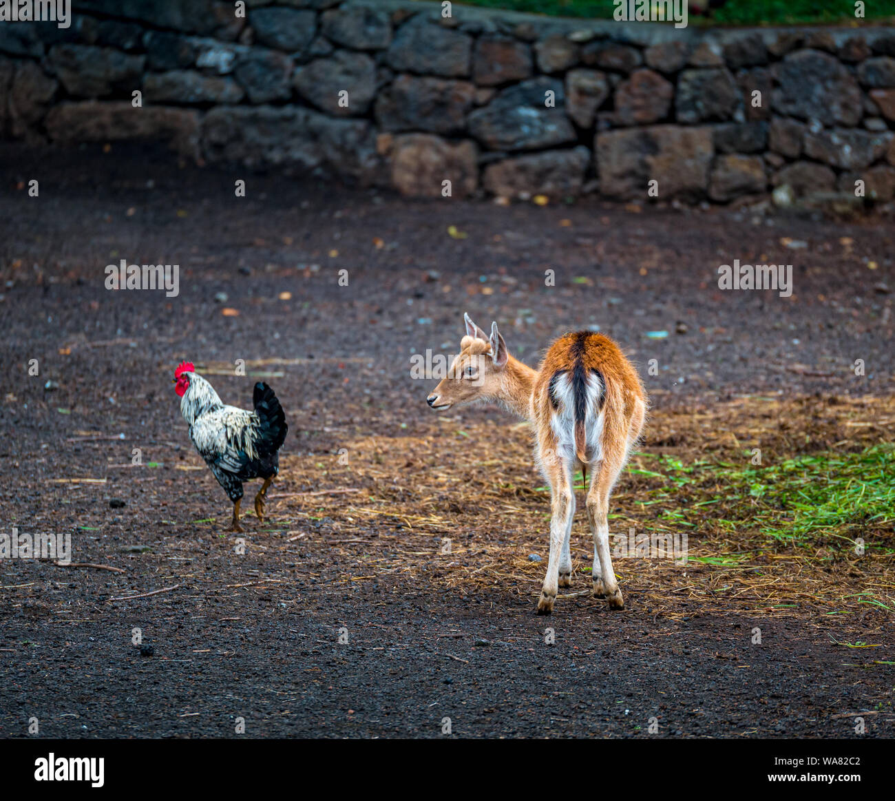 Jeune blanc-taled Bambi avec coq dans park Banque D'Images