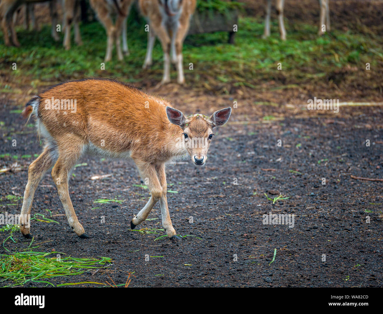 Jeune blanc-taled Bambi in park Banque D'Images