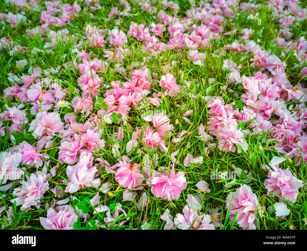 Un jardin tapis de fleurs de cerisier sauvage sur la pelouse. Fleurs de Sakura. Prunus serrulata. Banque D'Images