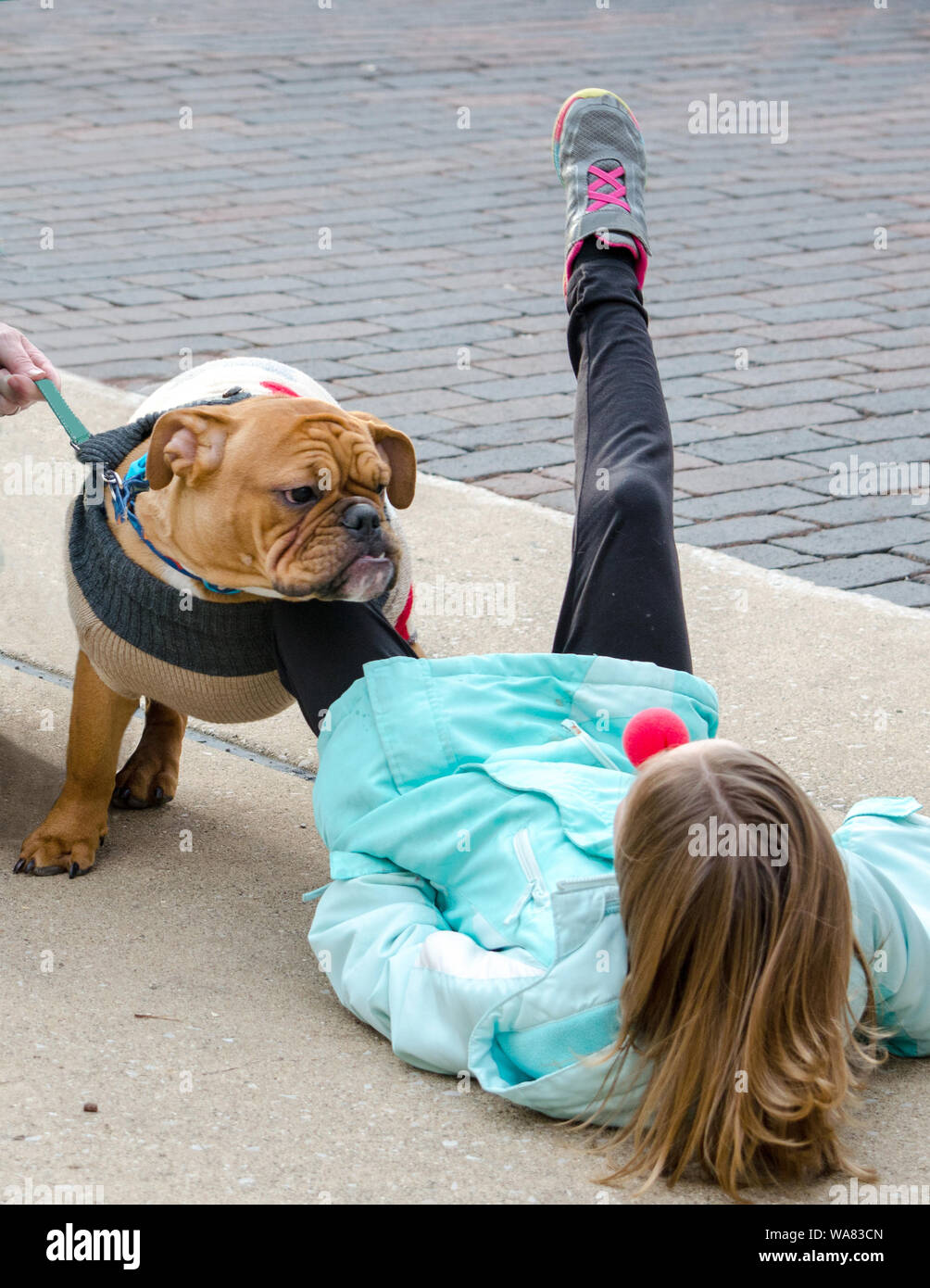 Bull dog renverse petite fille au sol qui porte un nez rouge lors d'un événement Banque D'Images