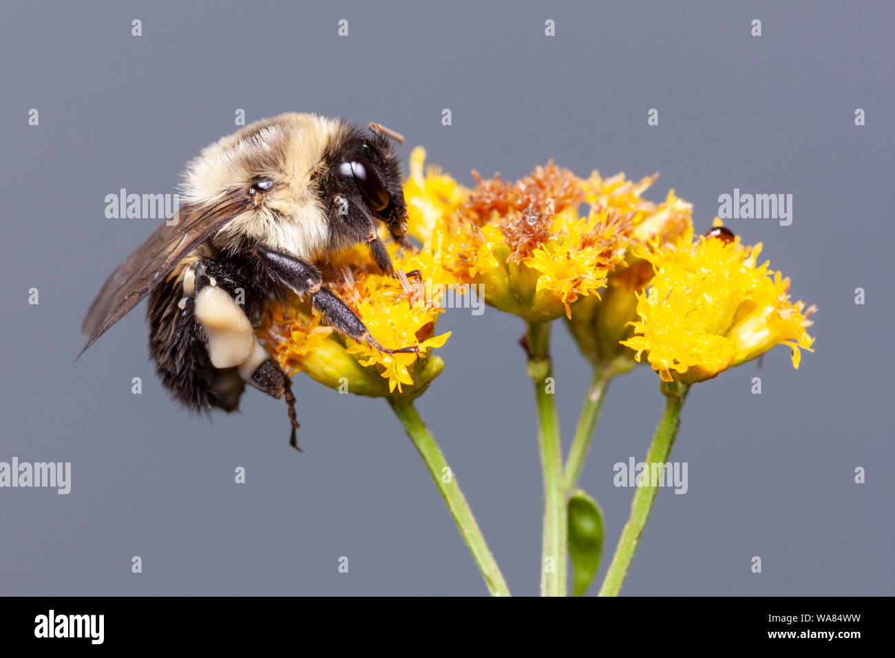 Une politique commune de l'Est de bourdons (Bombus impatiens) s'accroche à sa nuit sur un perchoir Houghton fleur. Banque D'Images
