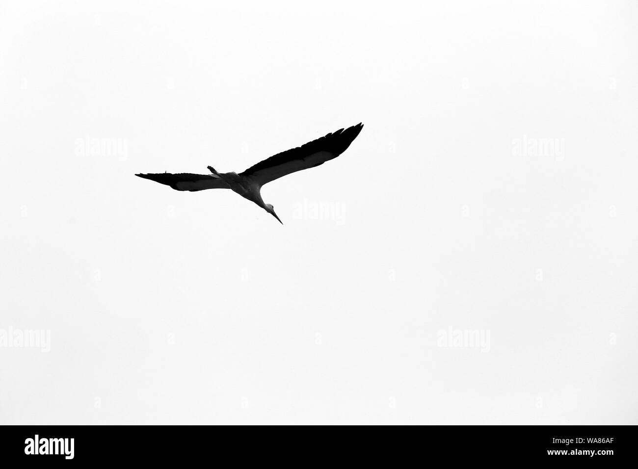 Close-up d'une cigogne nid sur un poteau électrique Banque D'Images