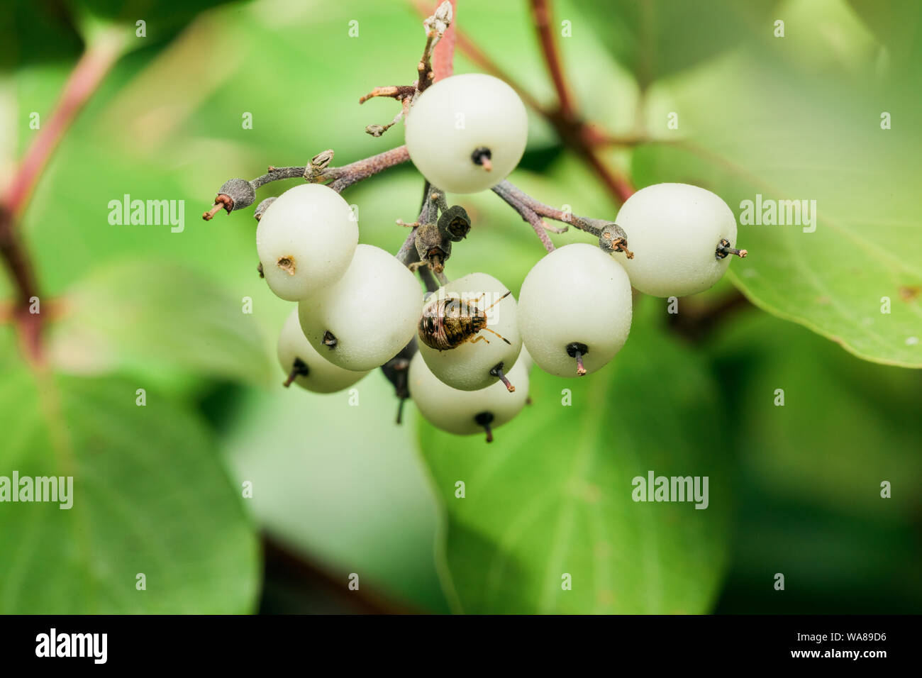Un insecte posé sur un wild white berry Banque D'Images