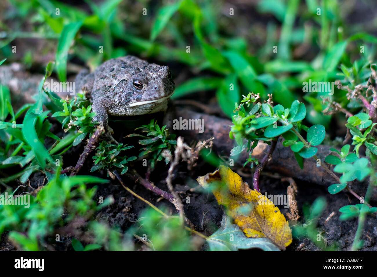 Toad assis sur un bâton dans l'herbe rosée Banque D'Images