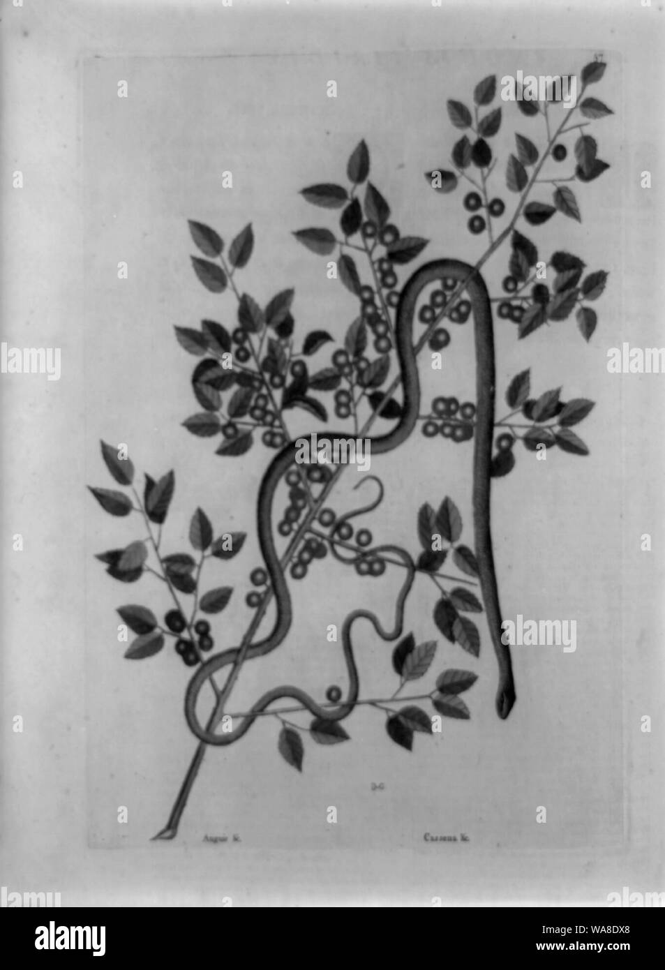 Caffena Floridanorum vera, plante du café avec green snake Banque D'Images