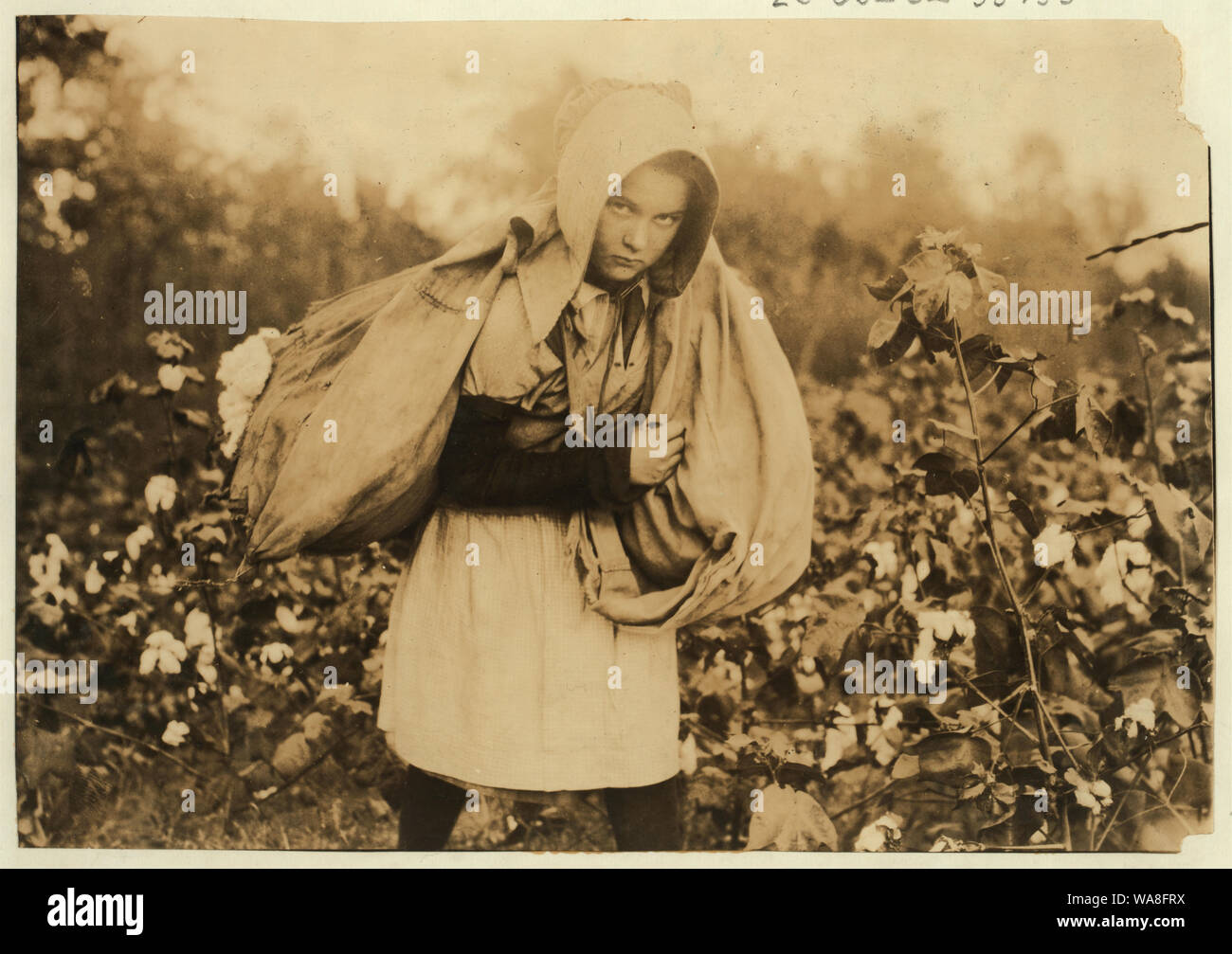 Callie Campbell, 11 ans, prend 75 à 125 livres de coton par jour, et totes 50 livres de quand il est plein sac. Non, je n'aime pas beaucoup. Voir 4590. W. Lewis Hine. Voir W.H. Rapport rapide. Résumé : des photographies sur les dossiers de la Commission nationale sur le travail des enfants (États-Unis) Banque D'Images