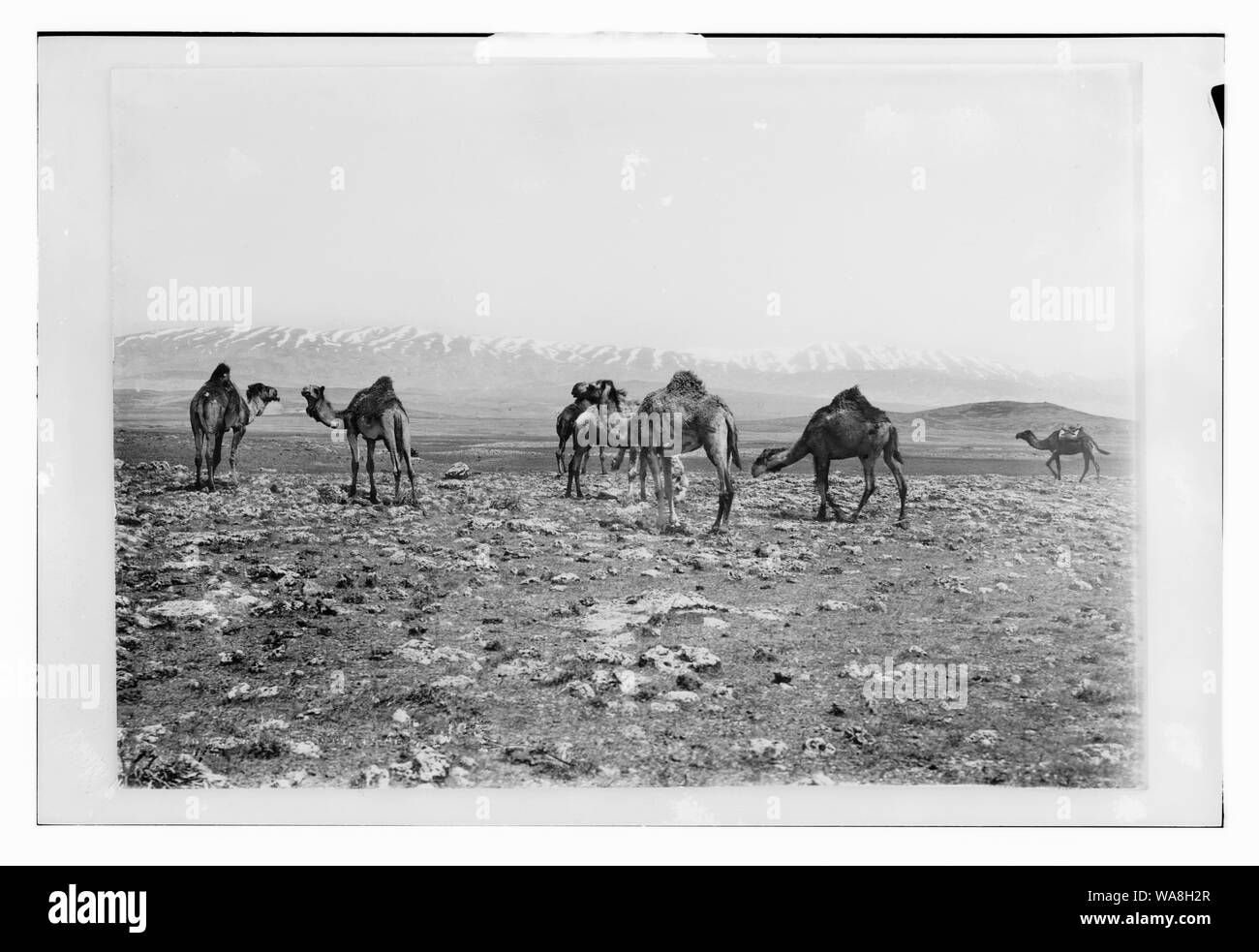Chameaux avec montagnes en arrière-plan Banque D'Images