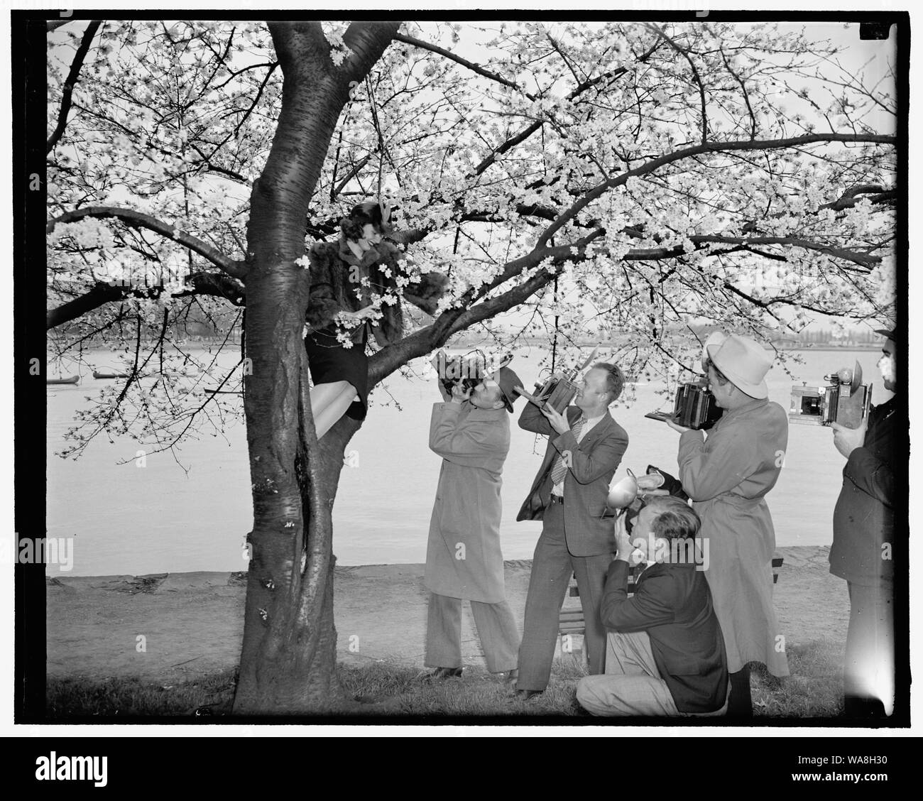 Arbre généalogique caméraman Cherry Blossom Queen. Washington, D.C., le 28 mars. ; Peggy Townsend, jolie Miss Washington qui sera couronnée reine de la floraison des cerisiers à cérémonies appropriées le vendredi, a été planté par les photographes comme elle est arrivée pour obtenir un aperçu des belles fleurs à Potomac Park aujourd'hui. 3- 28-39 Banque D'Images