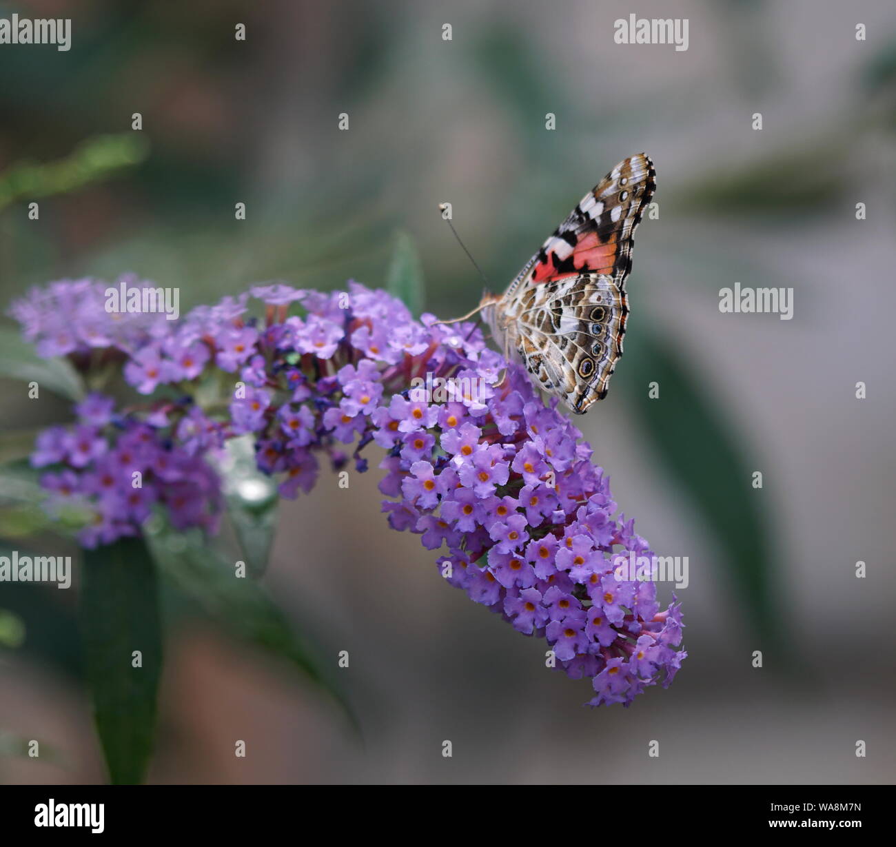 La recherche de nectar aux papillons Banque D'Images