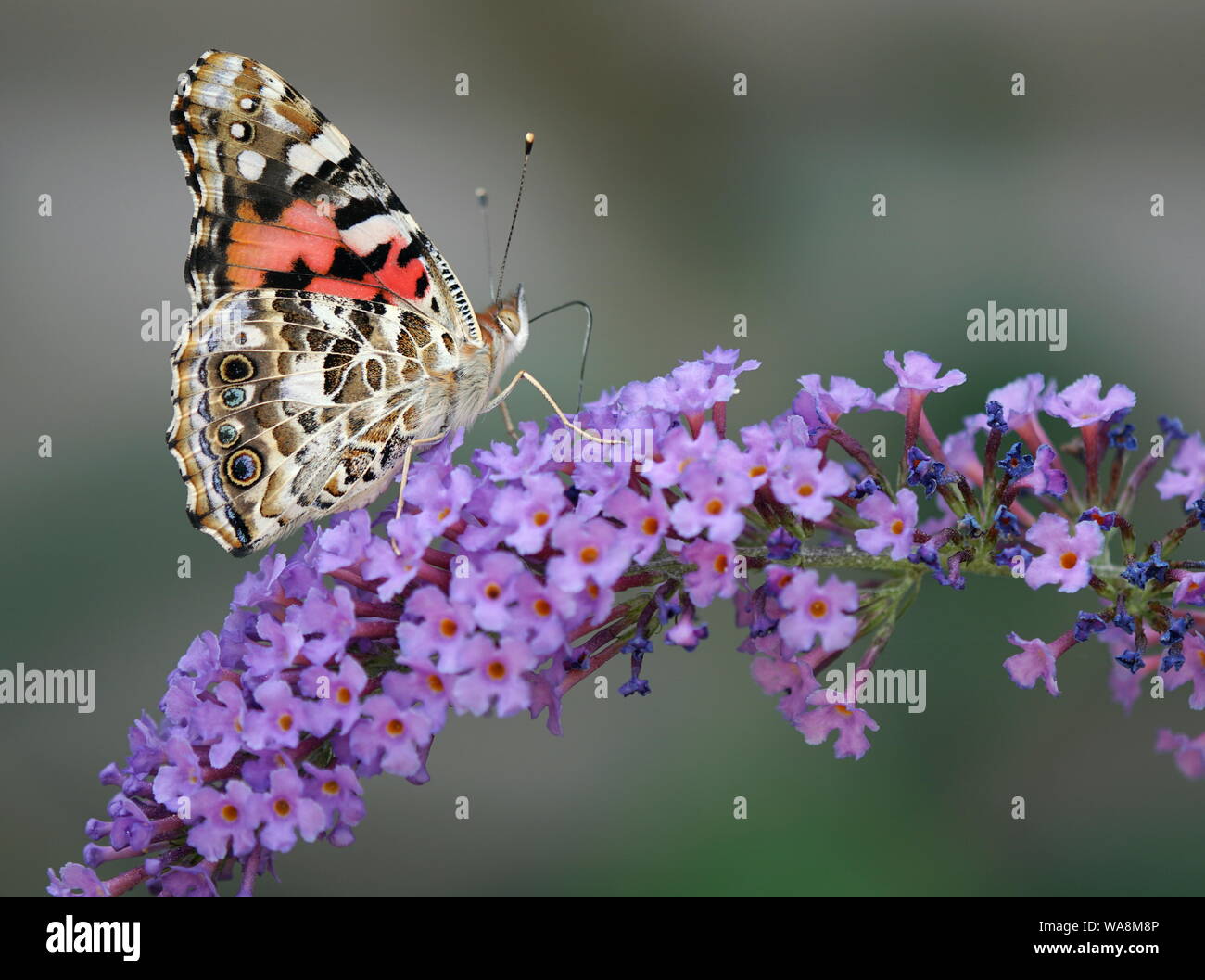 La recherche de nectar aux papillons Banque D'Images