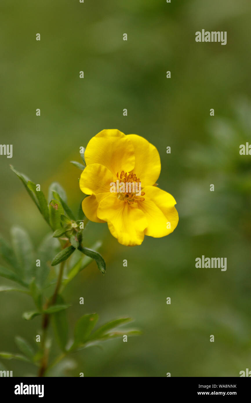 Potentilla - fleur jaune isolé avec une abeille. Fond vert. Close-up. Copy space Banque D'Images