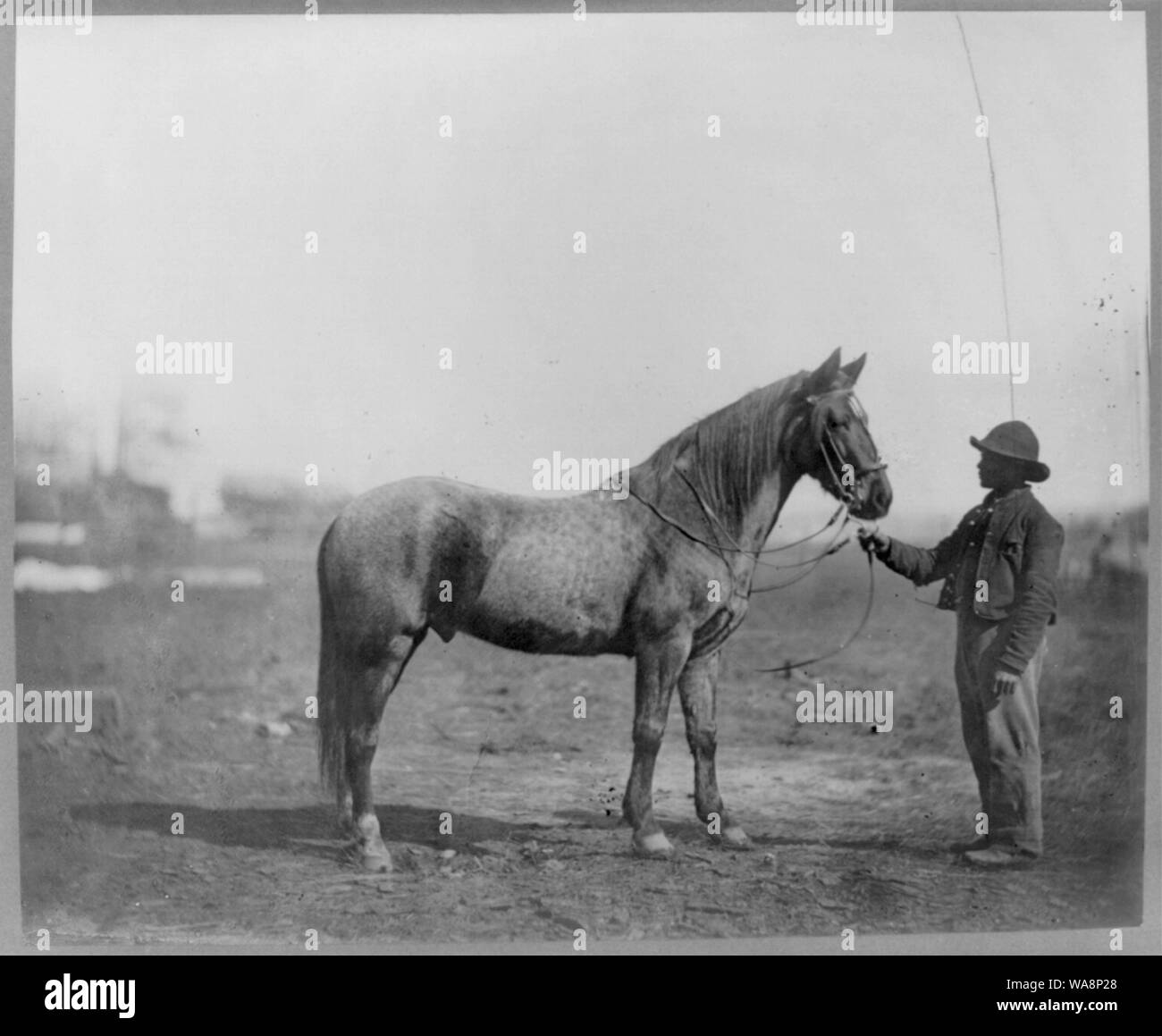 Le cheval du commandant Beckwith Résumé : La photographie montre un African American man cours de cheval à l'Administration centrale, de l'armée du Potomac. Banque D'Images