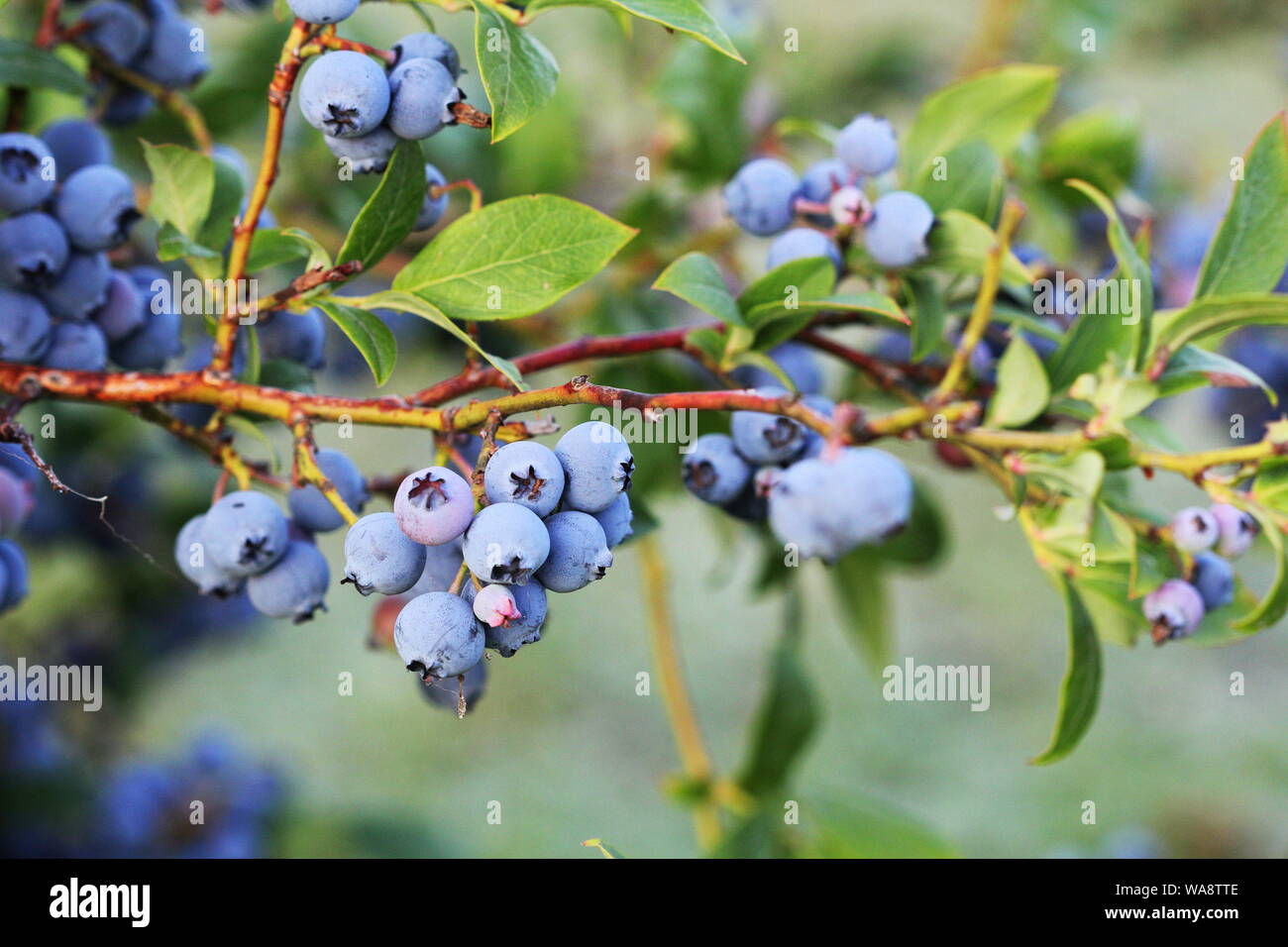 Maturation des bleuets sur le bush. Arbuste de bleuets. Baies de plus en plus dans le jardin. Close-up de bush, blueberry Vaccinium corymbosum. Banque D'Images