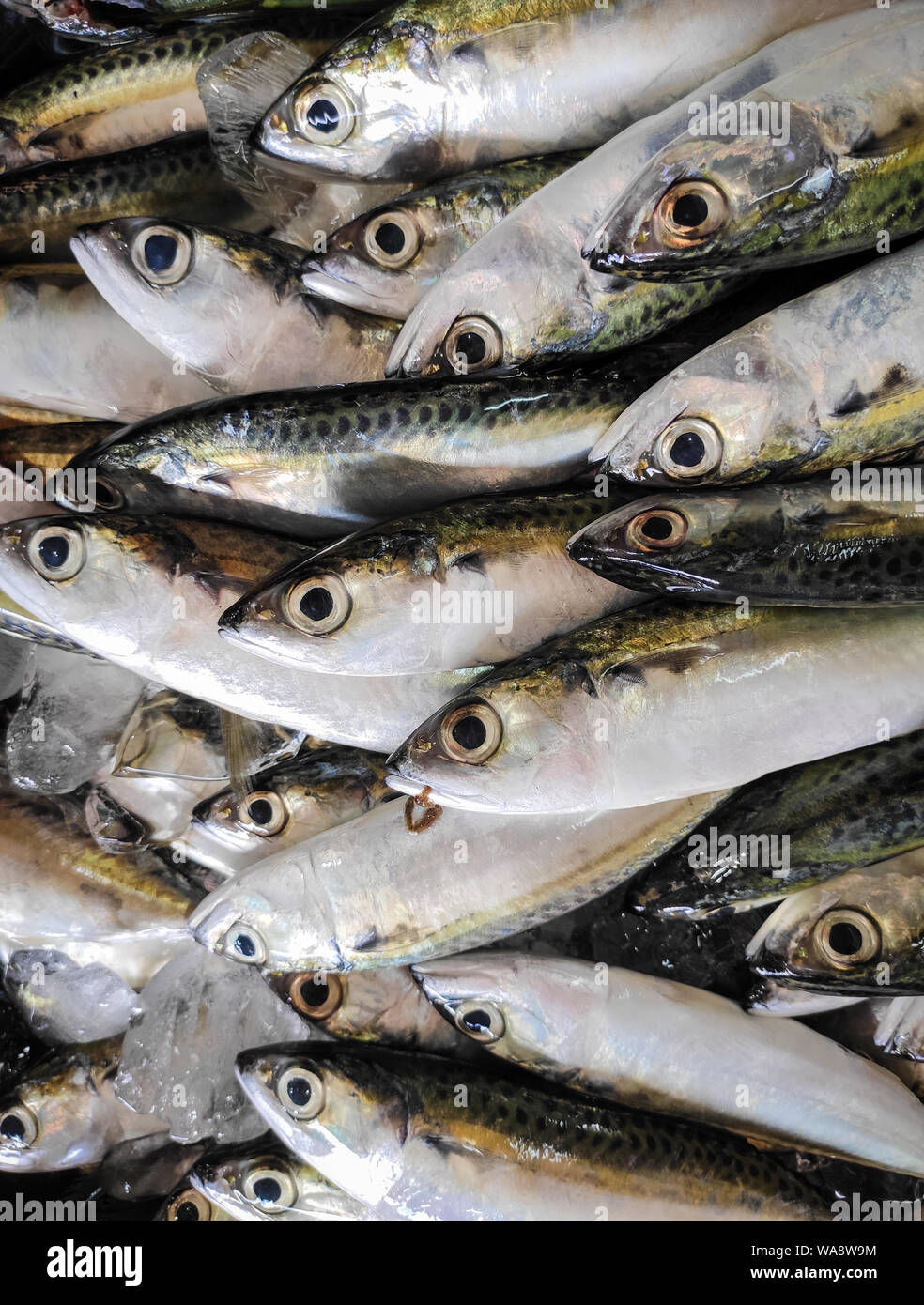 Le poisson vendu au marché traditionnel de l'Indonésie dans le sud de Sulawesi - Indonésie. Banque D'Images