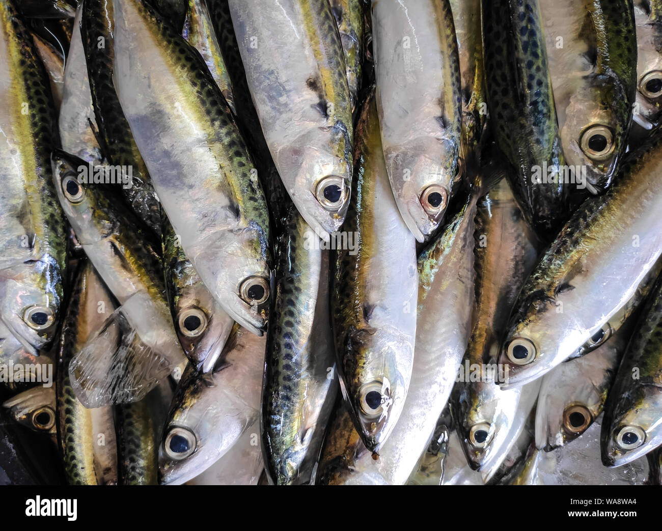 Le poisson vendu au marché traditionnel de l'Indonésie dans le sud de Sulawesi - Indonésie. Banque D'Images