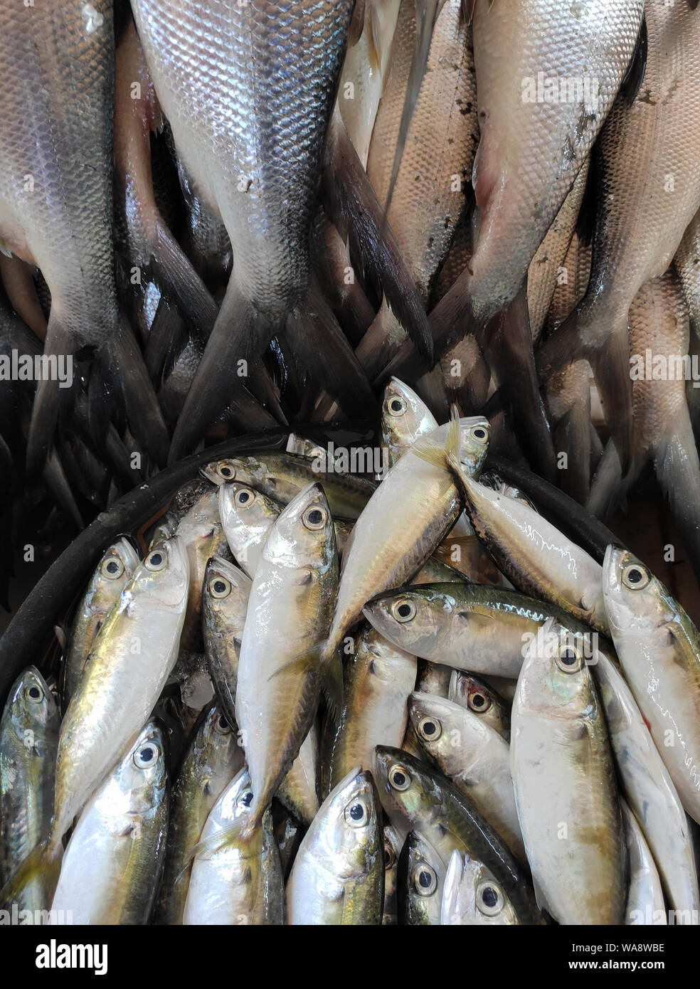 Le poisson vendu au marché traditionnel de l'Indonésie dans le sud de Sulawesi - Indonésie. Banque D'Images