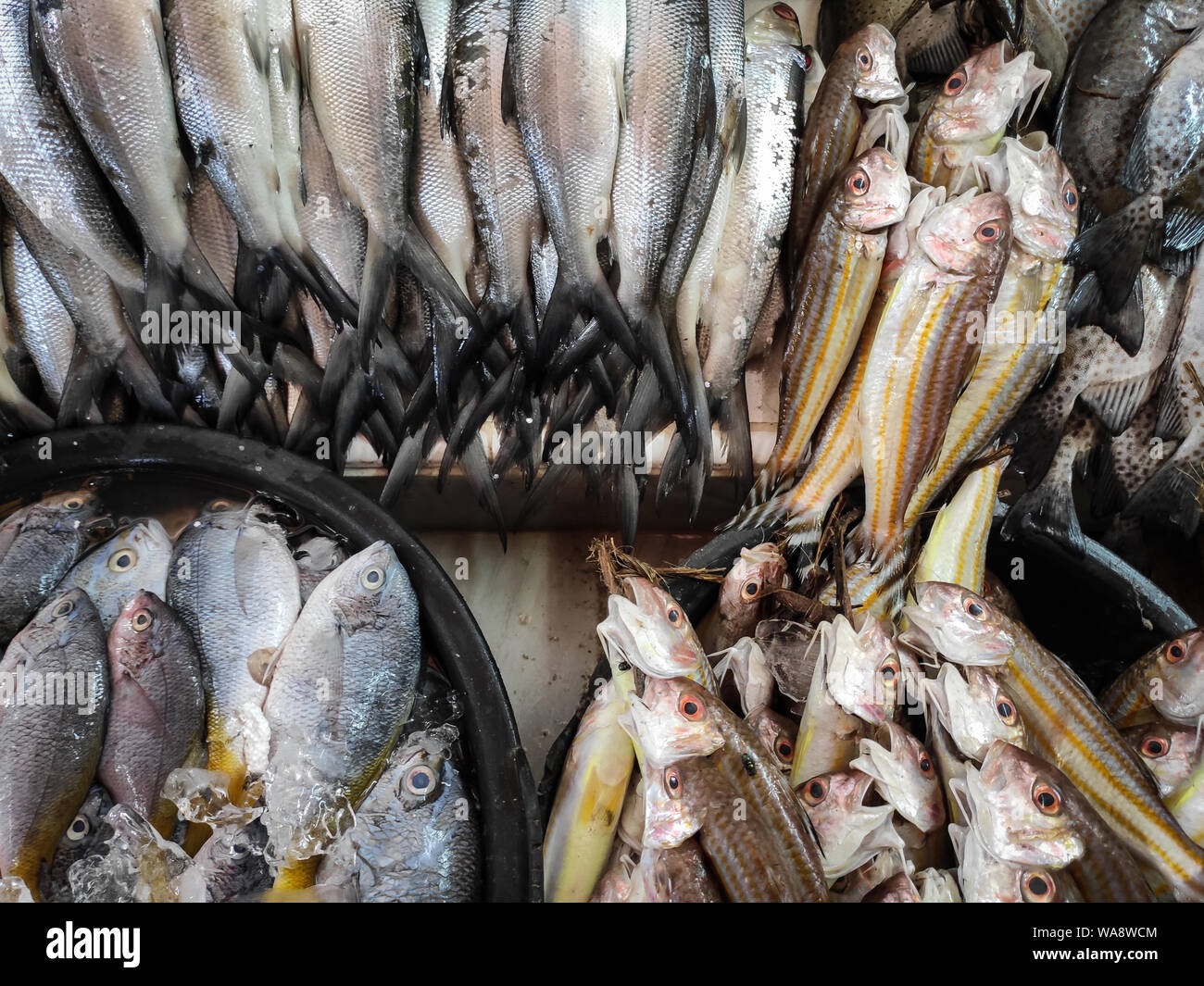 Le poisson vendu au marché traditionnel de l'Indonésie dans le sud de Sulawesi - Indonésie. Banque D'Images