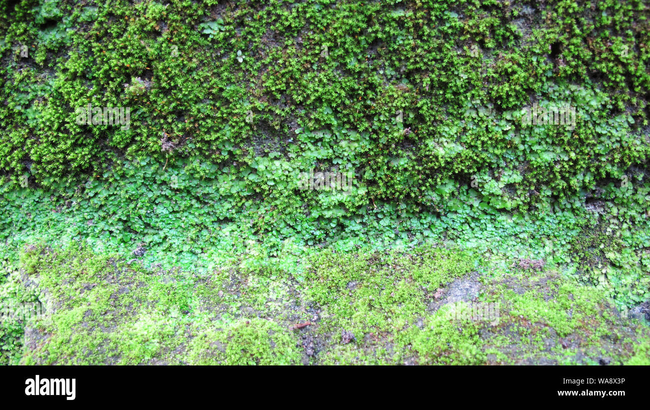 Mur avec l'arrière-plan vert mousse Banque D'Images