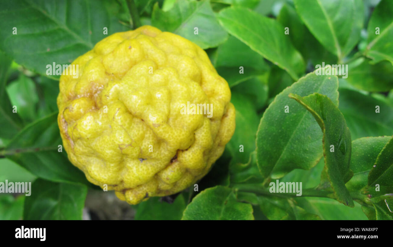 Jeruk Purut, Kaffir Lime Fruit Banque D'Images