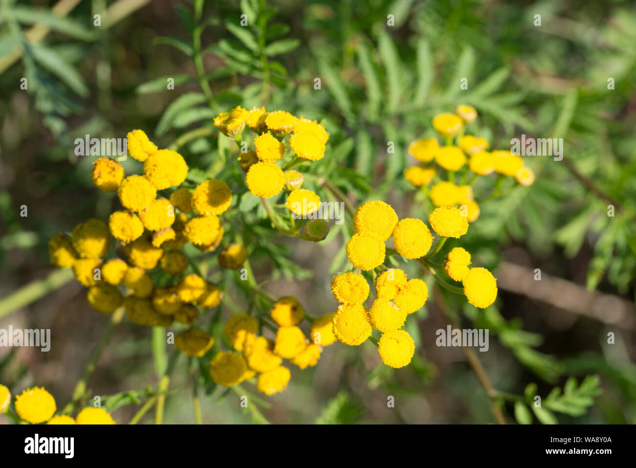 Tanaisie Tanacetum vulgare, gros plan fleurs jaune Banque D'Images