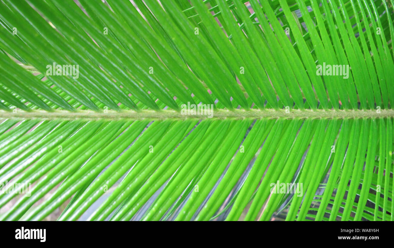 Des feuilles de palmier vert Banque D'Images