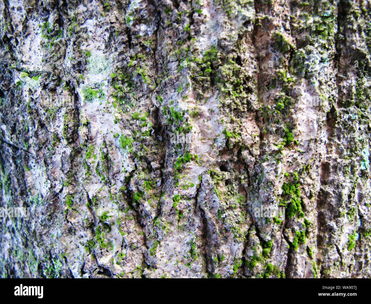 La texture de l'écorce de l'arbre de mangue Banque D'Images