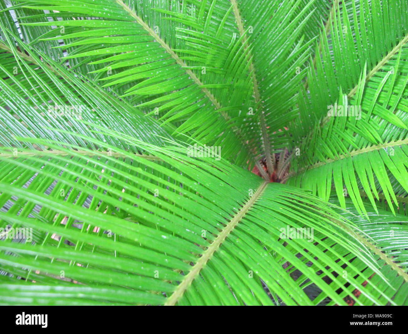 Les feuilles des palmiers Banque D'Images