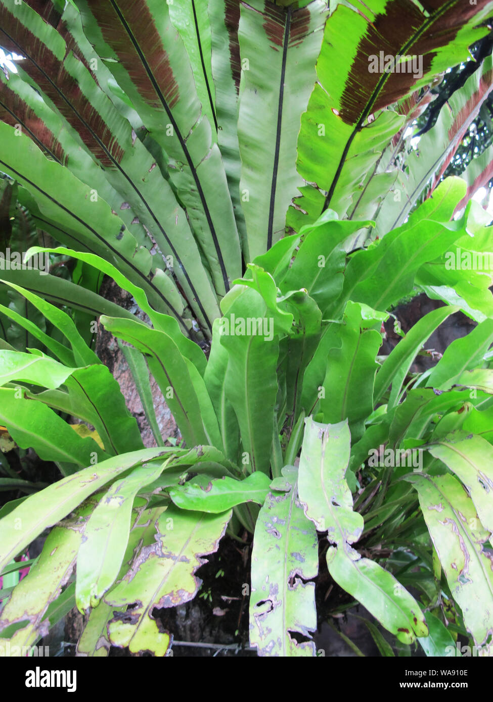 Pteridophyta, tanaman paku-pakuan, vert plante tropicale Banque D'Images
