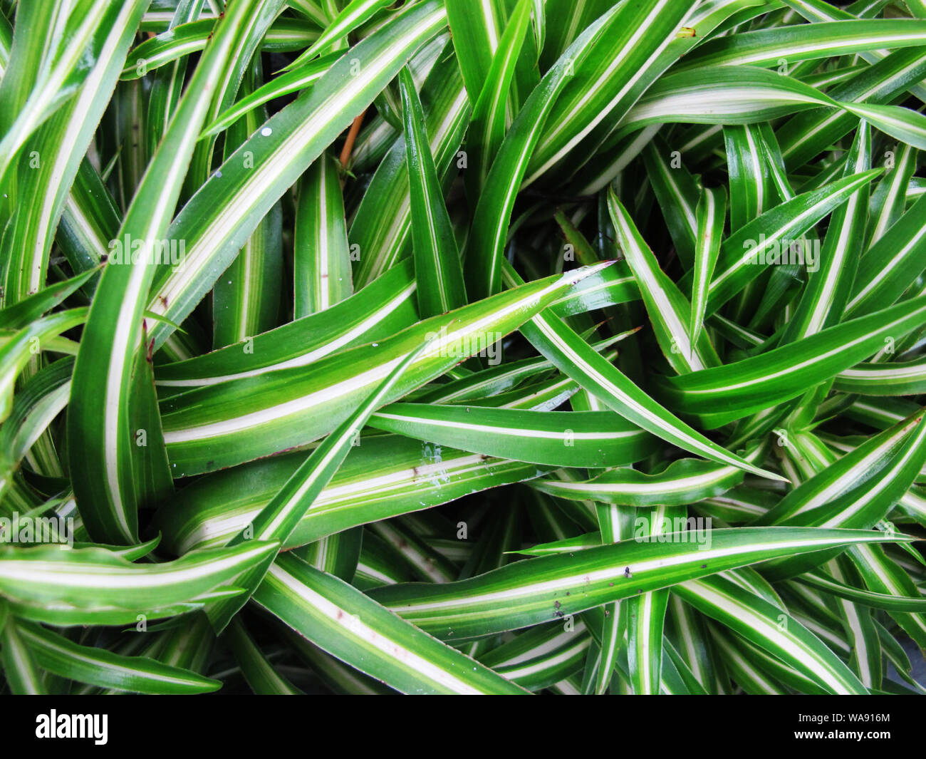 Couleur vert et blanc plantes tropicales Banque D'Images