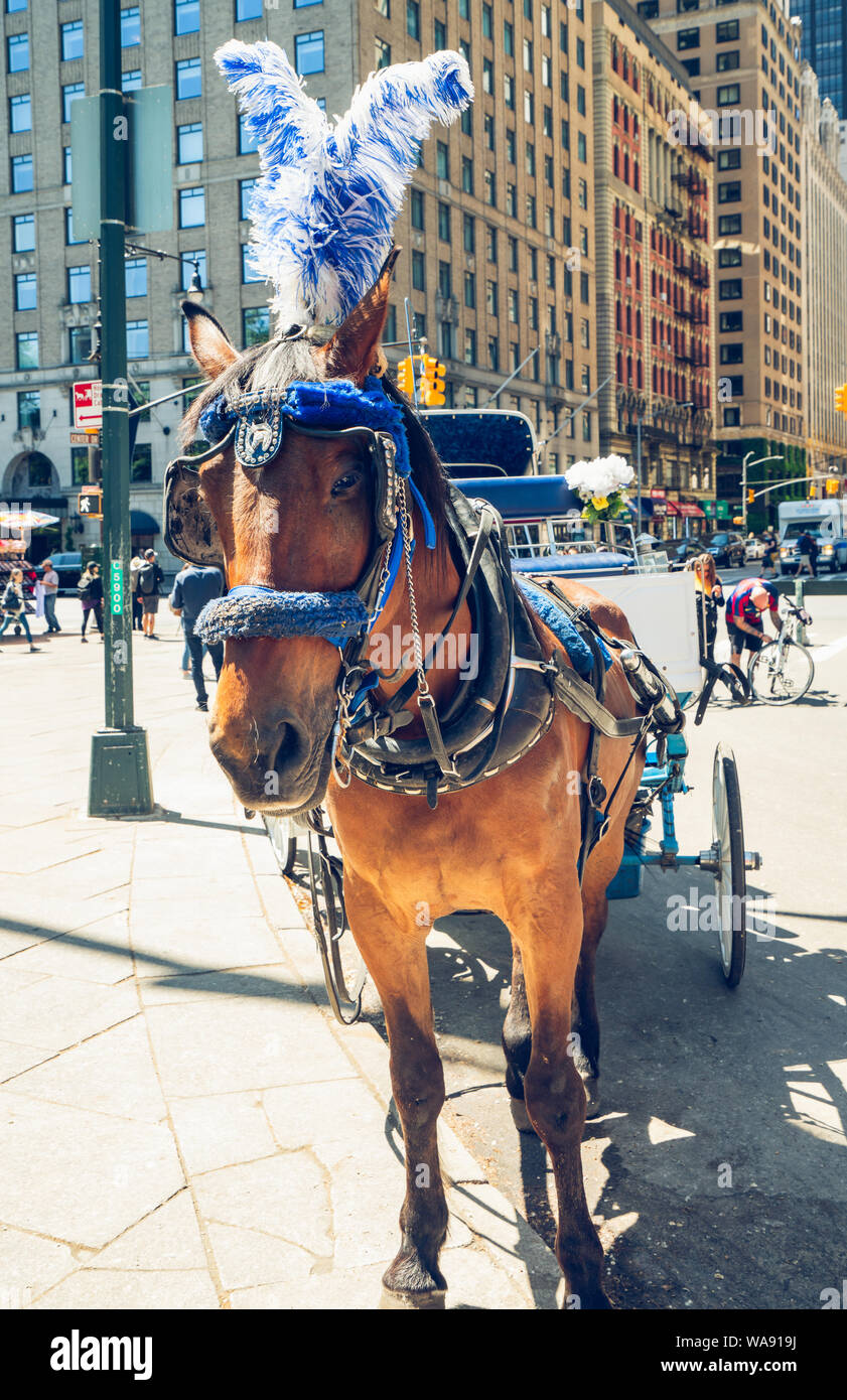 New York/USA - 25 mai 2019 beaux chevaux et calèches dans Central Park à New York City Banque D'Images