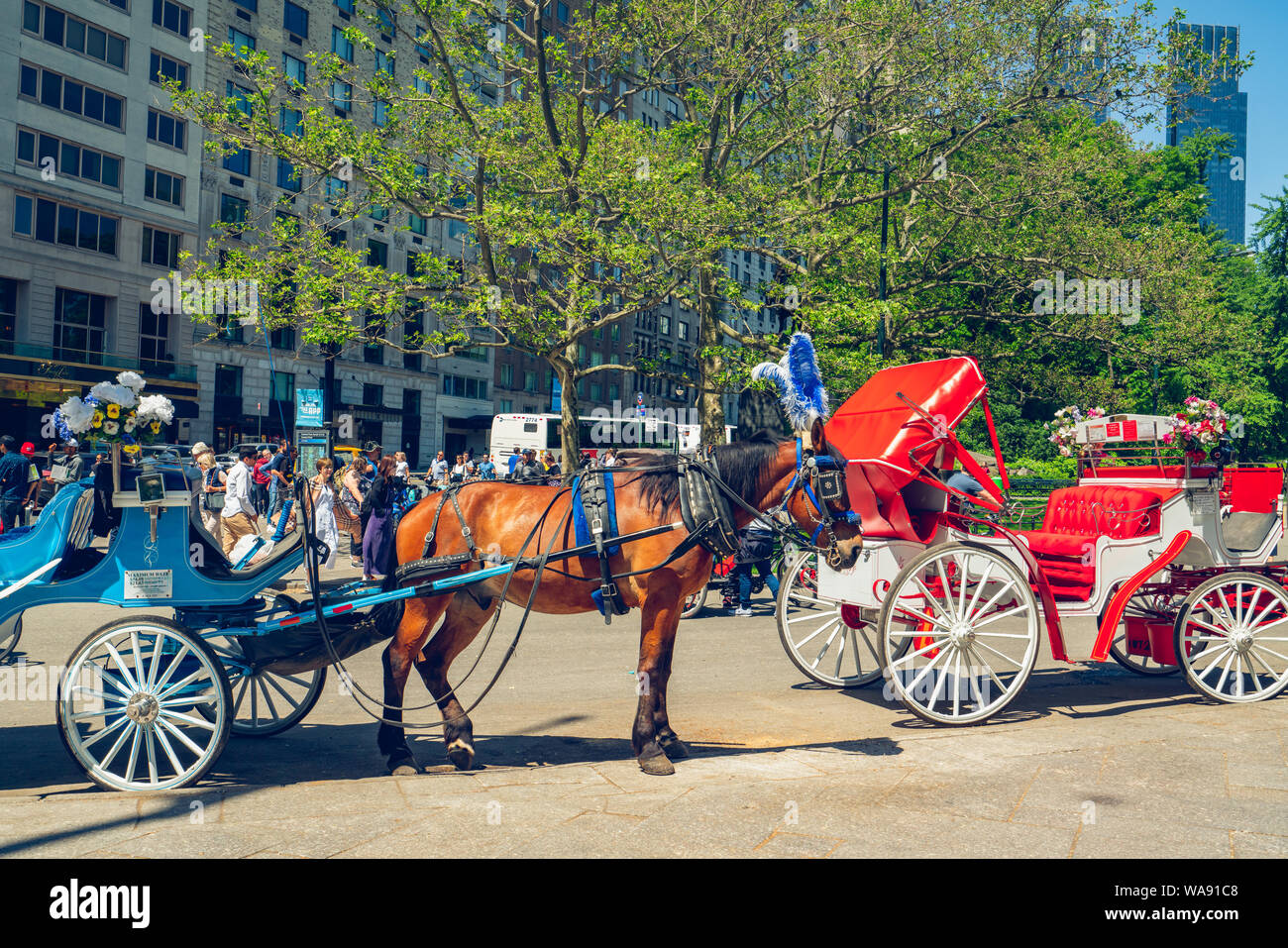 New York/USA - 25 mai 2019 beaux chevaux et calèches dans Central Park à New York City Banque D'Images