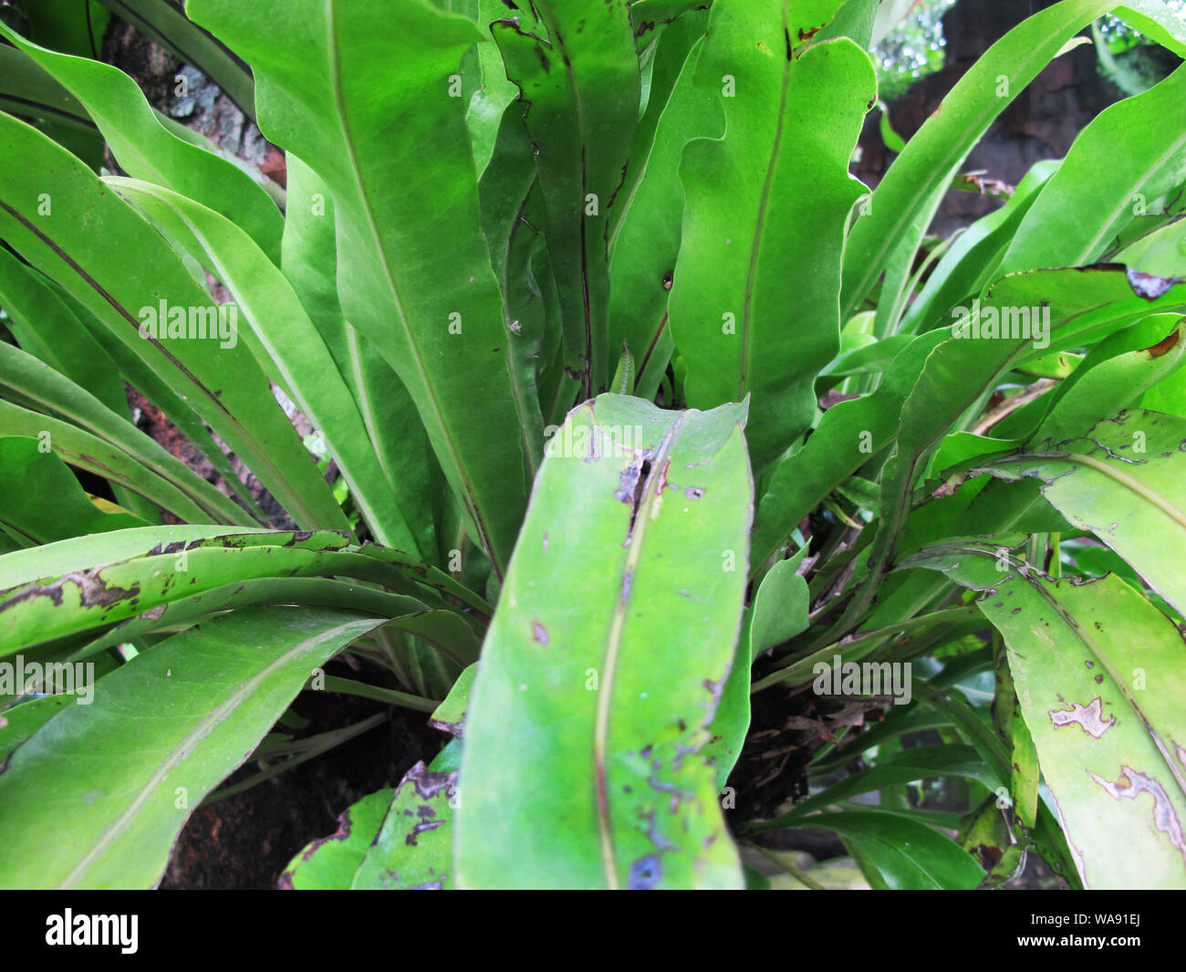 Araceae, Pteridophyta, paku-pakuanm, plante tropicale Banque D'Images