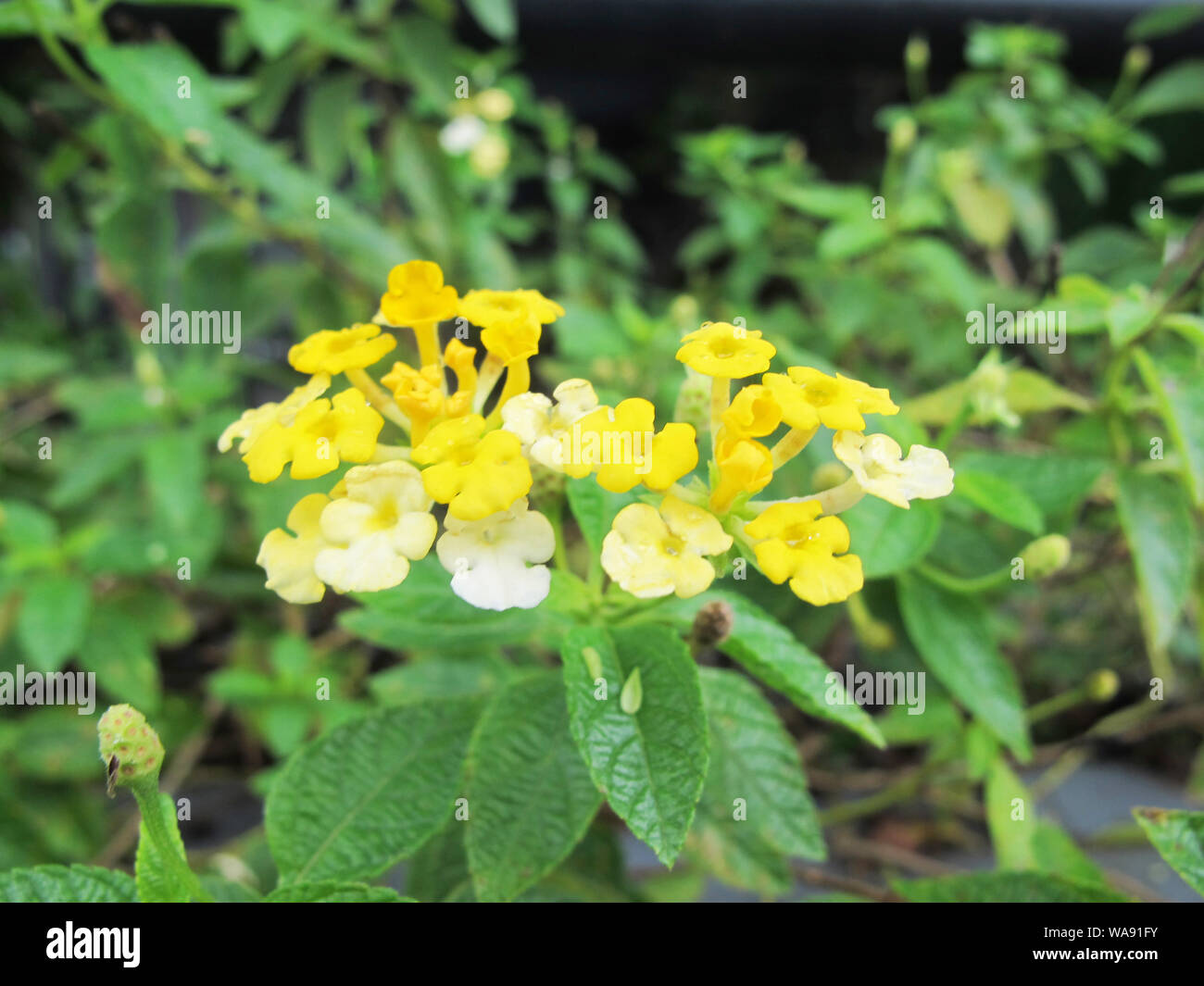 De belles petites fleurs jaunes Banque D'Images
