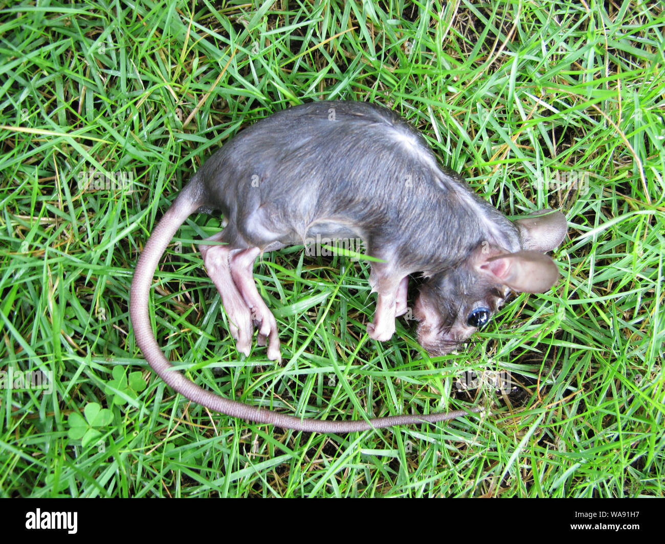 Cadavre de Rat noir sur l'herbe Banque D'Images
