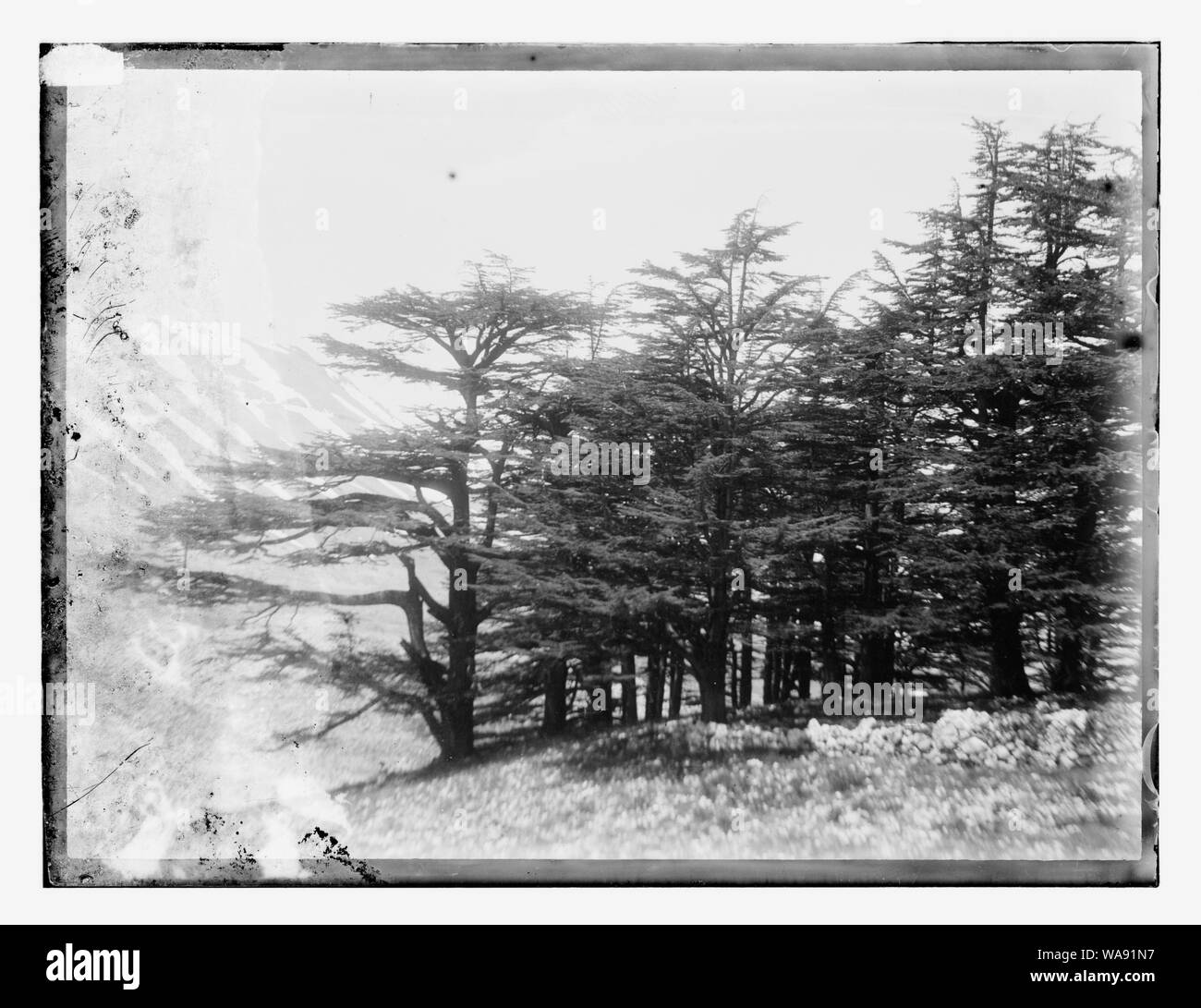 Cèdres du Liban Banque D'Images