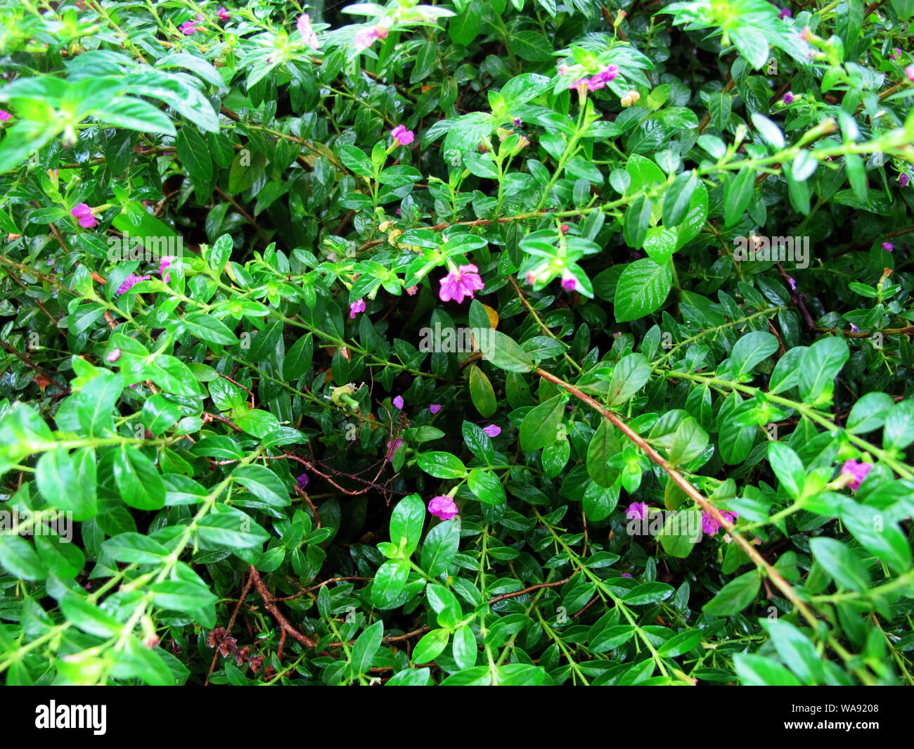 La texture des petites plantes à feuilles avec fleurs violettes Banque D'Images