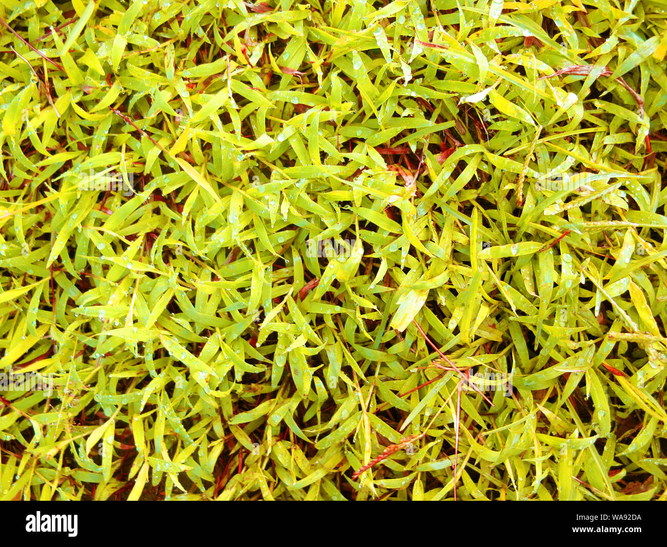 La texture des plantes de l'herbe jaune Banque D'Images