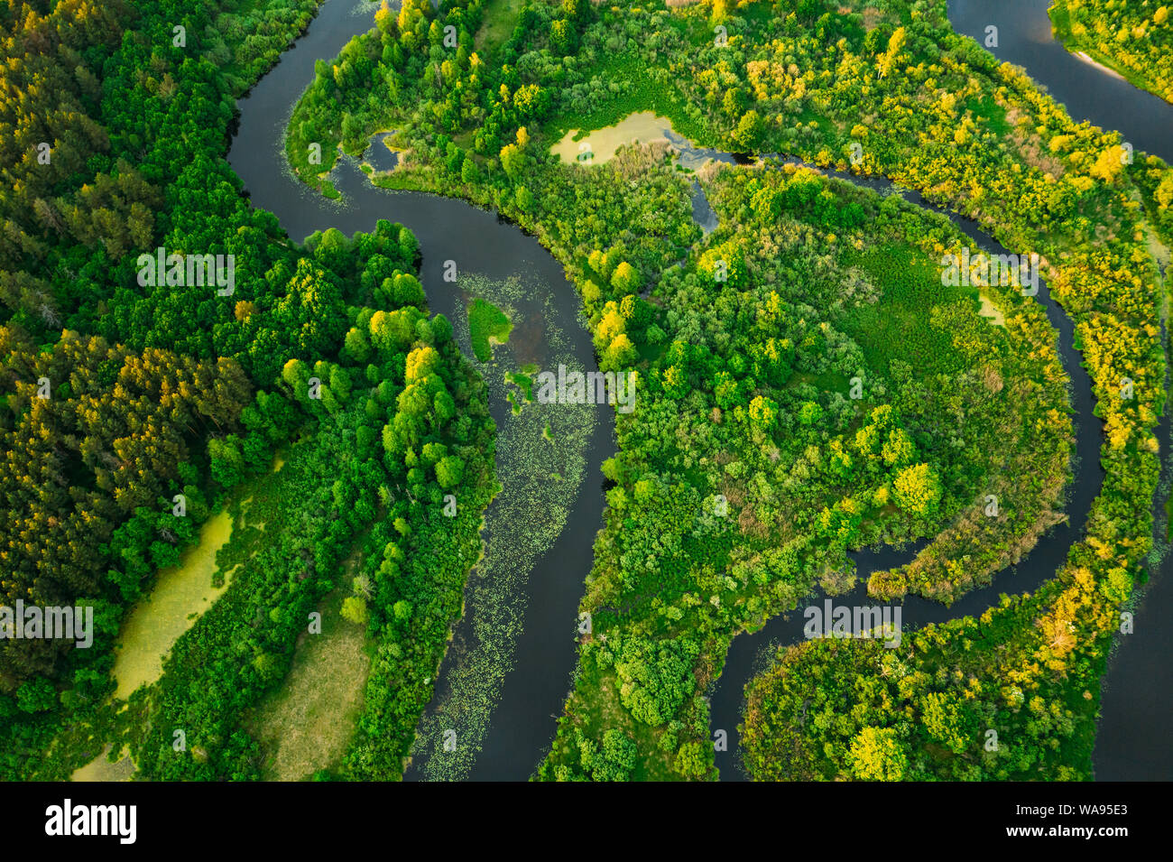 Vue aérienne de la forêt vert forêt et rivière paysage sous le soleil de soirée de printemps. Vue de dessus de la belle nature de l'attitude européenne élevée en été. Banque D'Images