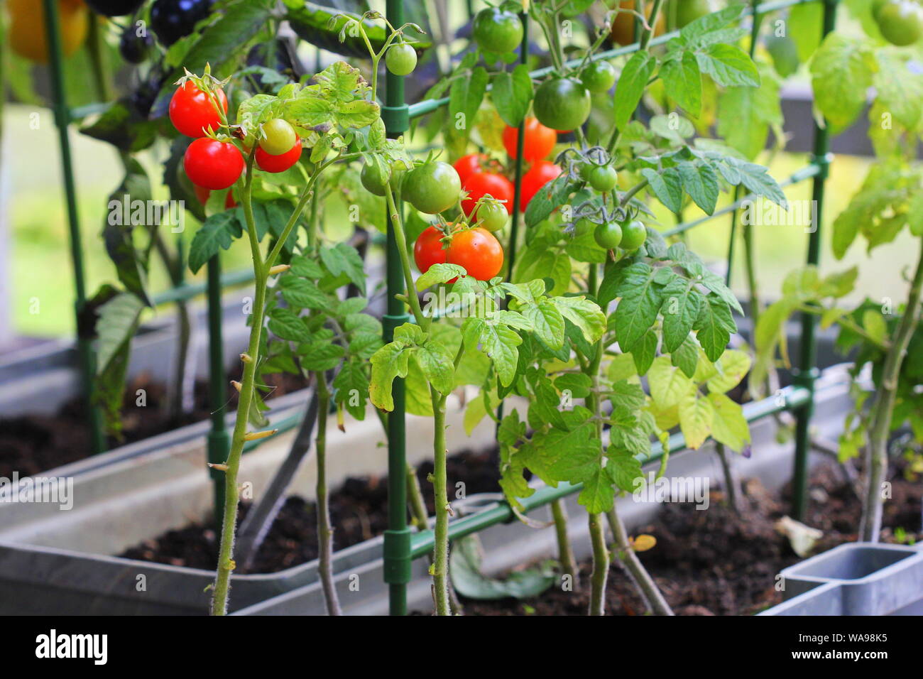 Jardinage légumes de conteneurs. Jardin potager sur une terrasse. Rouge, orange, jaune, noir dans un récipient de plus en plus des tomates Banque D'Images