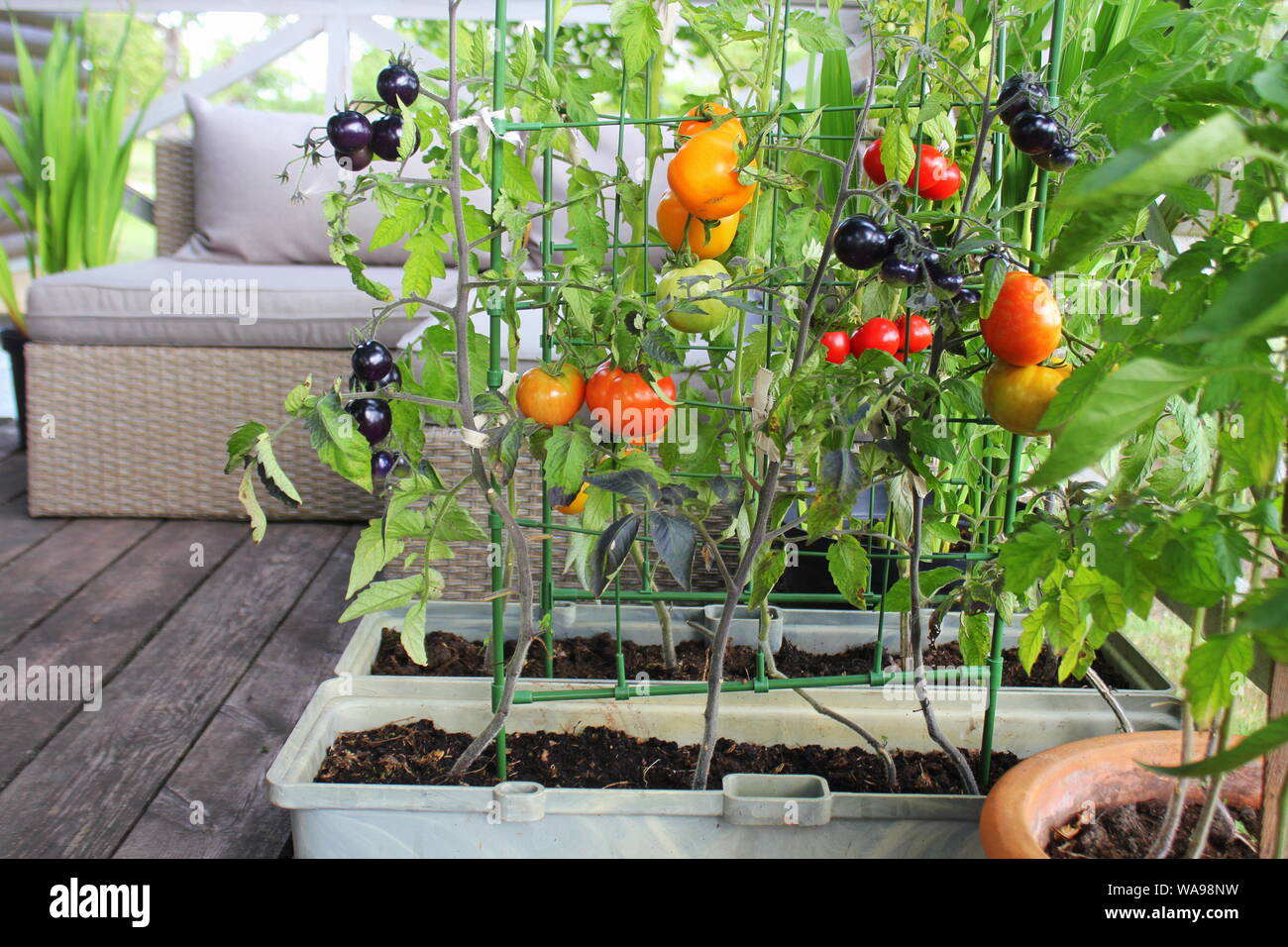 Jardinage légumes de conteneurs. Jardin potager sur une terrasse. Rouge, orange, jaune, noir dans un récipient de plus en plus des tomates Banque D'Images