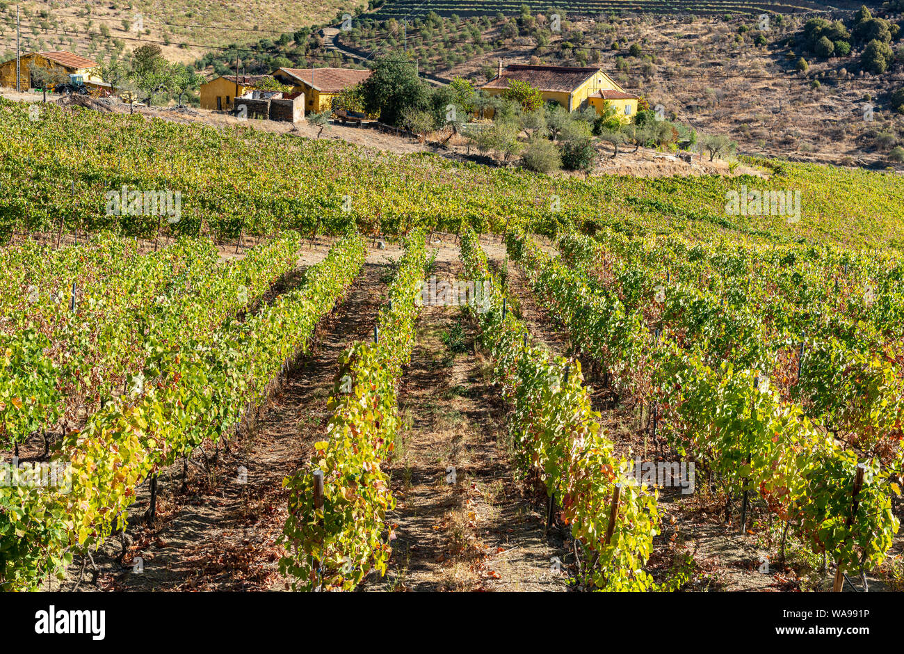 De plus en plus de vignes dans le Tras-os-Montes e Alto Douro région près de Freixo de Espada à Cinta, dans le Nord du Portugal. Banque D'Images