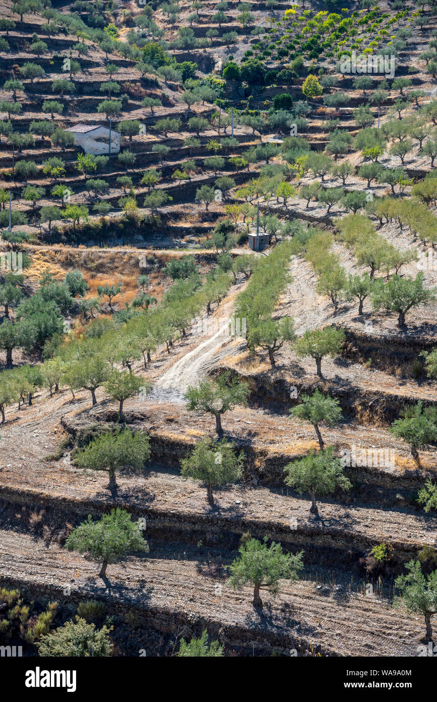 Oliviers sur hilsides en terrasses près de Barca de Alva dans le Parc Naturel International de Douro, Tras-os-Montes e Alto Douro, région du nord du Portugal. Banque D'Images