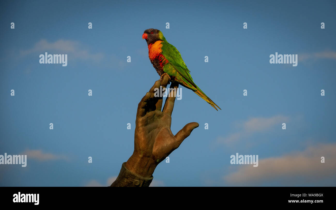 Un oiseau sur la main. Un oiseau indigène australienne la Lorikeet se trouve perché sur les doigts d'une statue à Melbourne en Australie. Banque D'Images