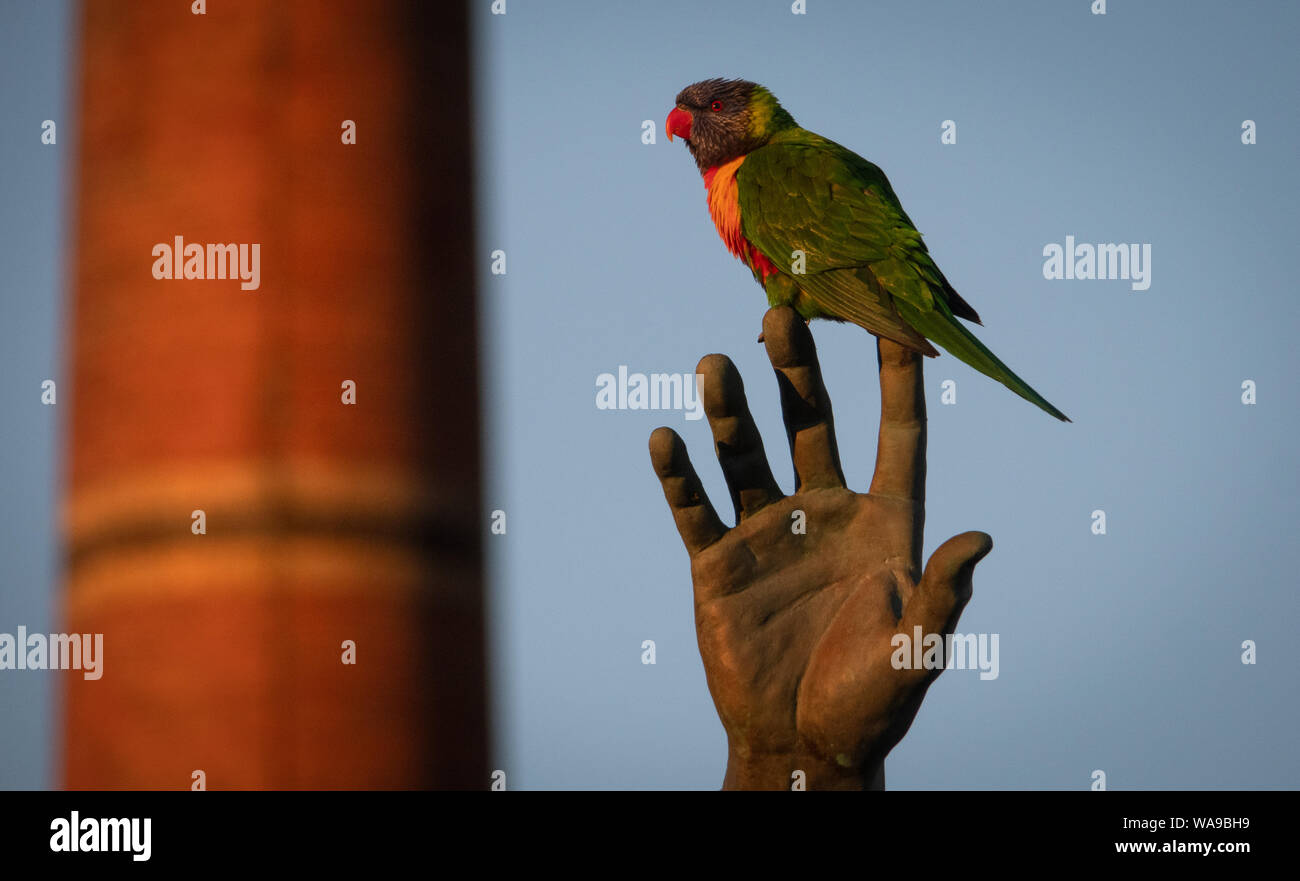 Un oiseau sur la main. Un oiseau indigène australienne la Lorikeet se trouve perché sur les doigts d'une statue à Melbourne en Australie. Banque D'Images