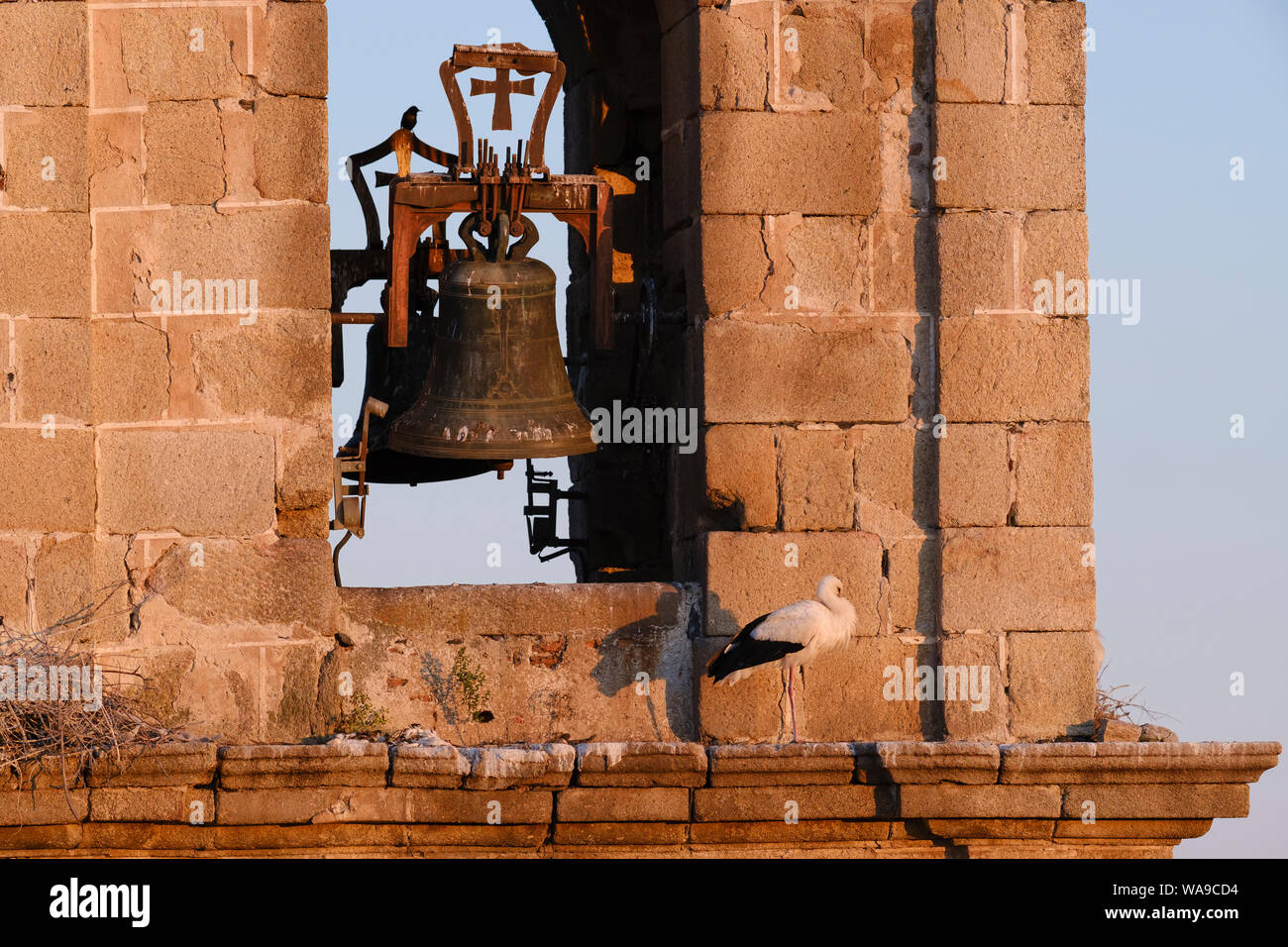 Cigogne Blanche (Ciconia ciconia) perché sur le clocher de l'église Rocamador. Valencia de Alcántara. Province de Cáceres. L'Estrémadure. L'Espagne. Banque D'Images
