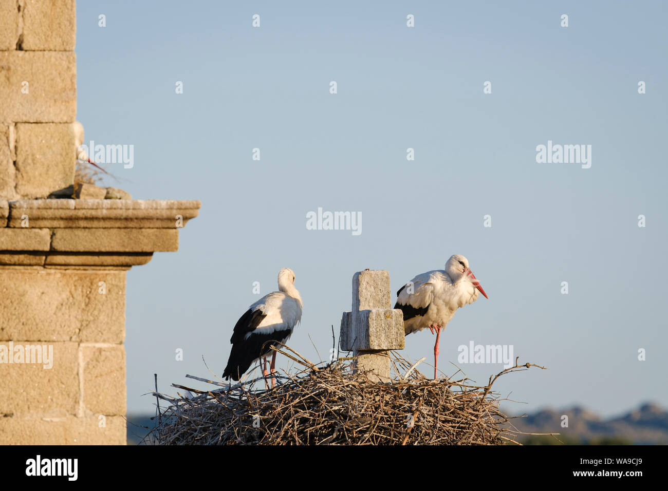 Cigogne Blanche (Ciconia ciconia) paire au nid. Valencia de Alcantara. L'Estrémadure. L'Espagne. Banque D'Images