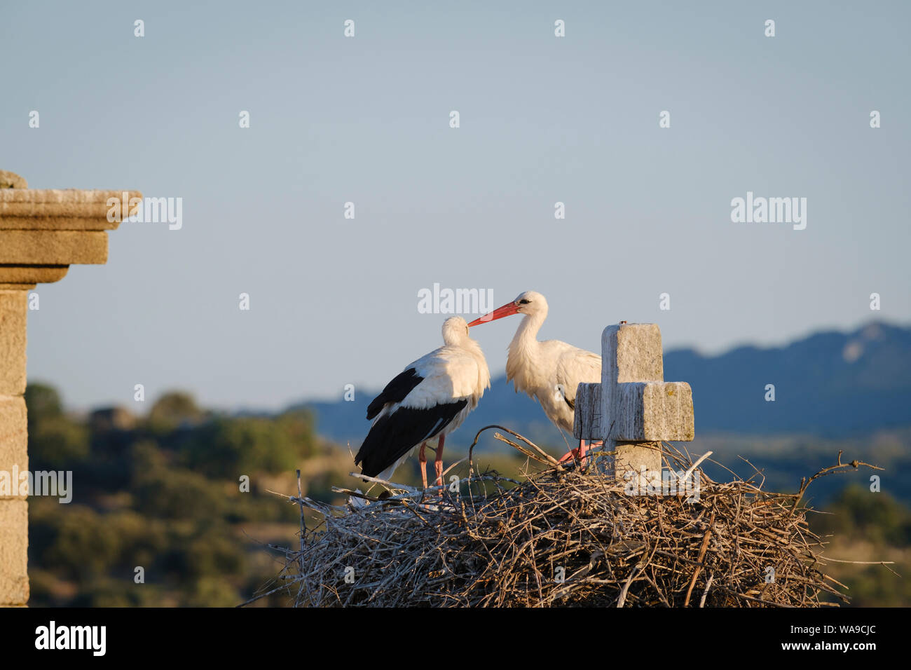 Cigogne Blanche (Ciconia ciconia) paire au nid. Valencia de Alcantara. L'Estrémadure. L'Espagne. Banque D'Images